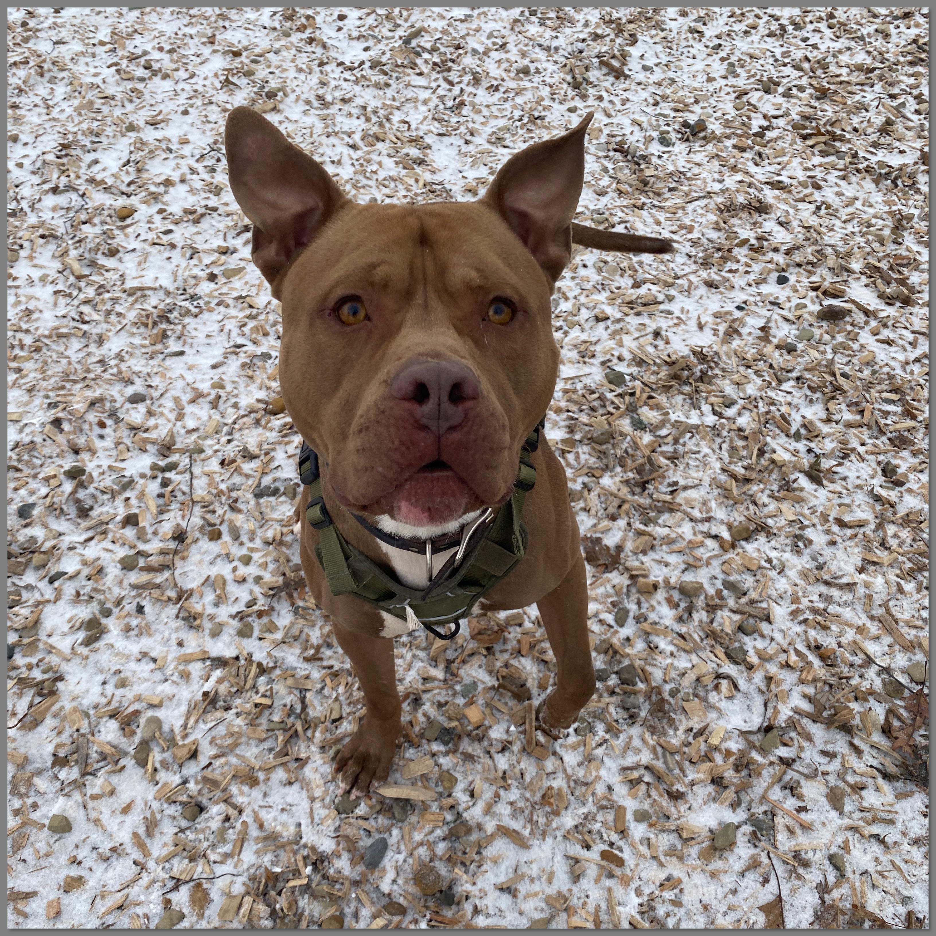 Enlarge Biggie , a Adoptable mixed breed in Elyria, OH image 3/4