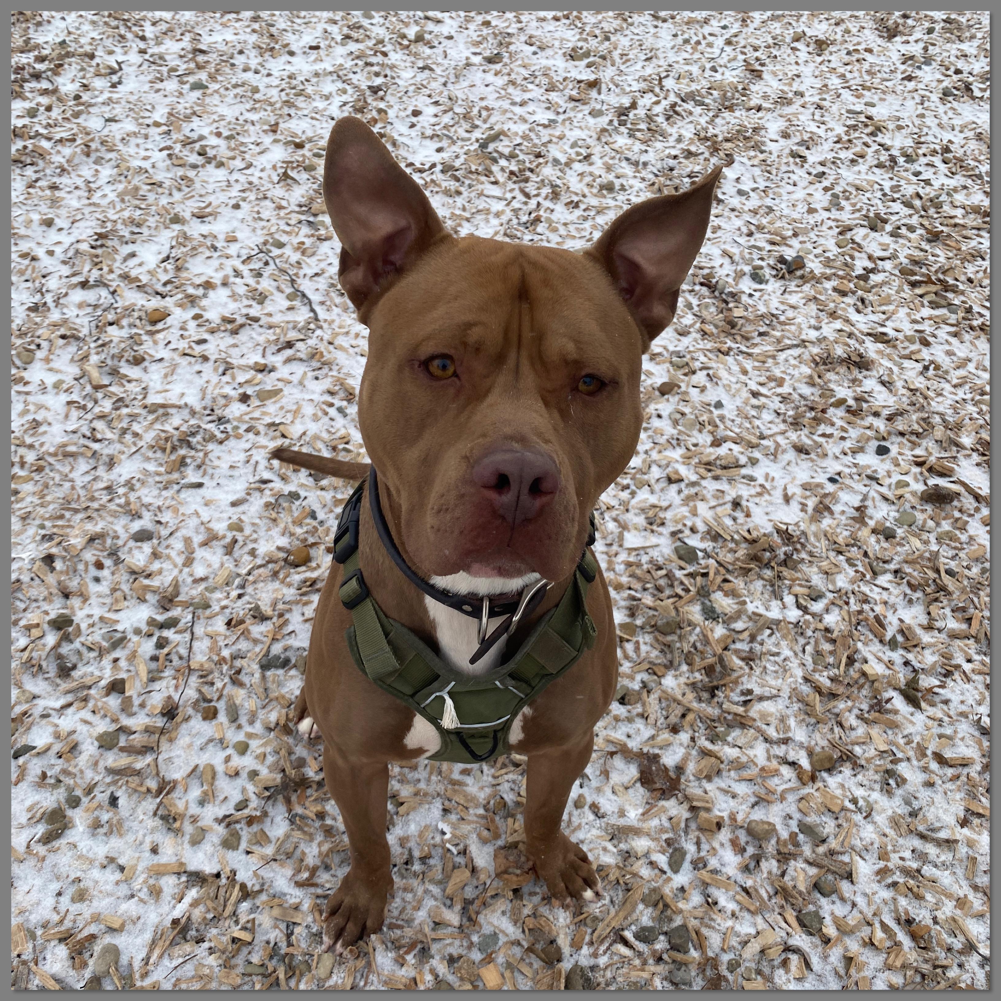Enlarge Biggie , a Adoptable mixed breed in Elyria, OH image 2/4