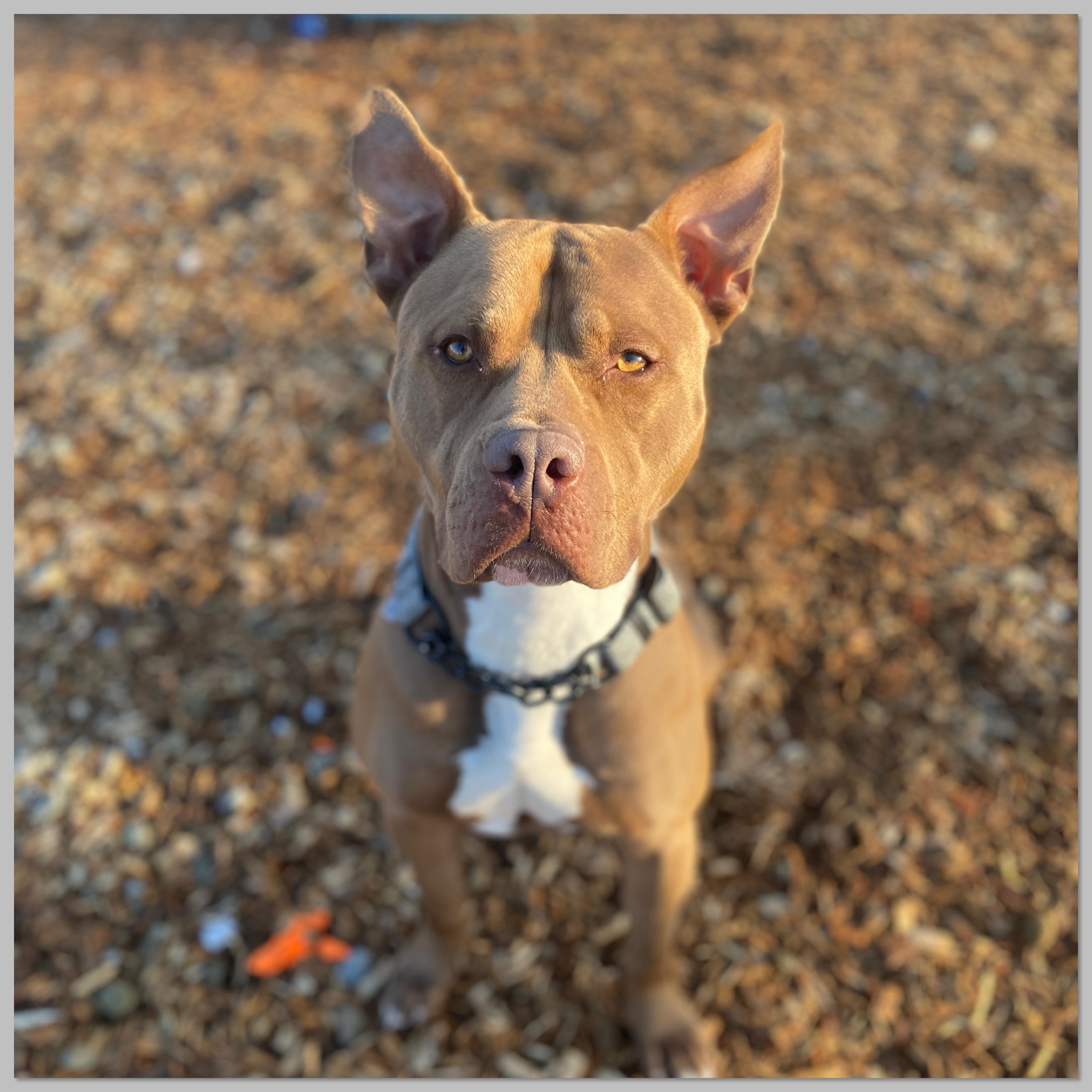 Biggie , Adoptable, Young Male Terrier & Pit Bull Terrier.