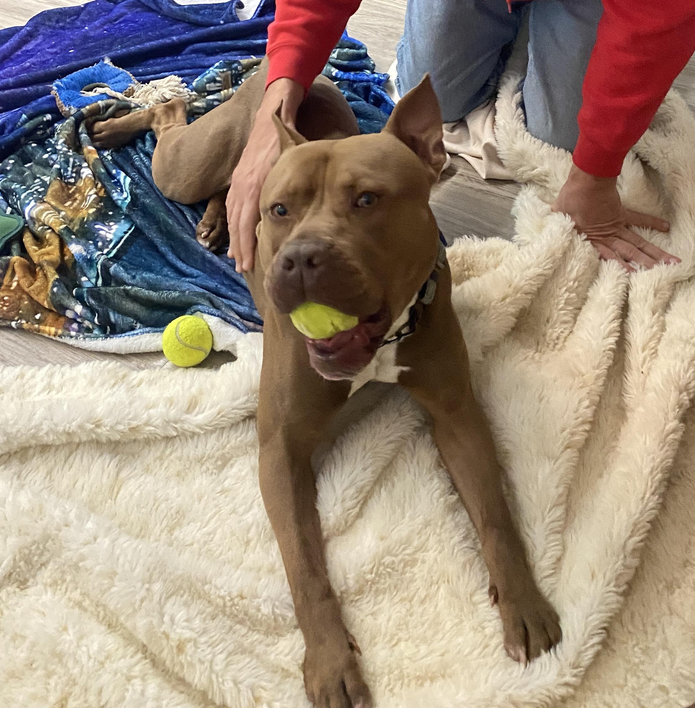 Enlarge Biggie GCI Trained Graduate!! Available after 1:00pm on 4/3/26, an adoptable mixed breed in Elyria, OH image 5/6