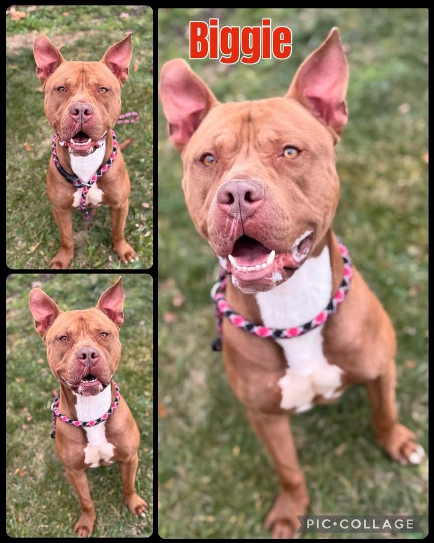 Enlarge Biggie , a Adoptable mixed breed in Elyria, OH image 4/4