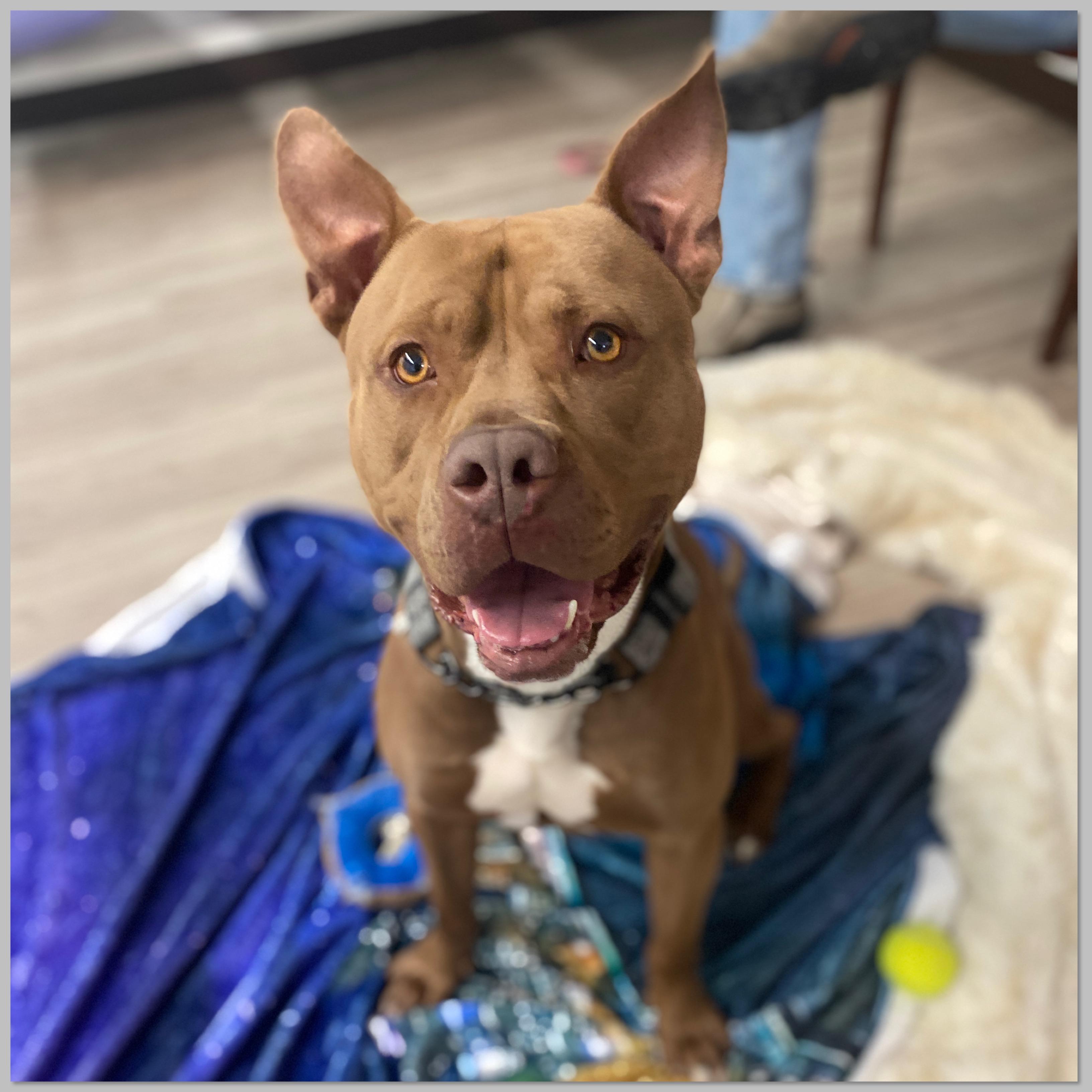 Enlarge Biggie GCI Trained Graduate!! Available after 1:00pm on 4/3/26, an adoptable mixed breed in Elyria, OH image 1/6