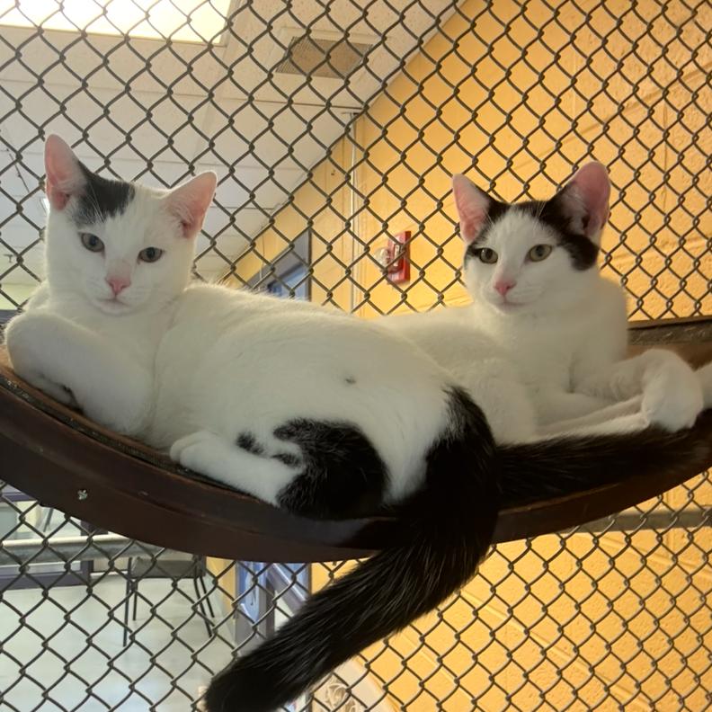 Coffee Mate, Adoptable, Kitten Male Domestic Short Hair.