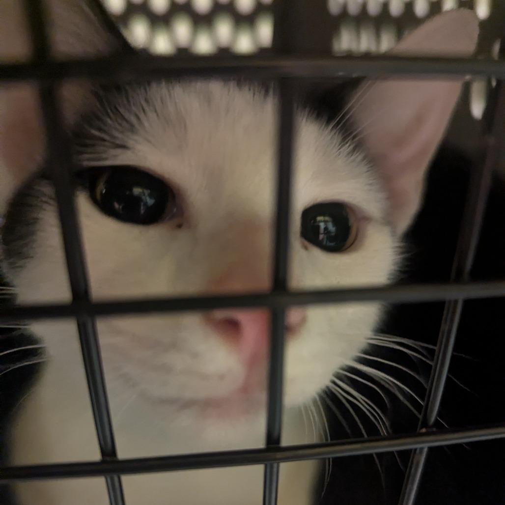 Enlarge Coffee Mate, a Adoptable Domestic Short Hair in Charlottesville, VA image 2/6