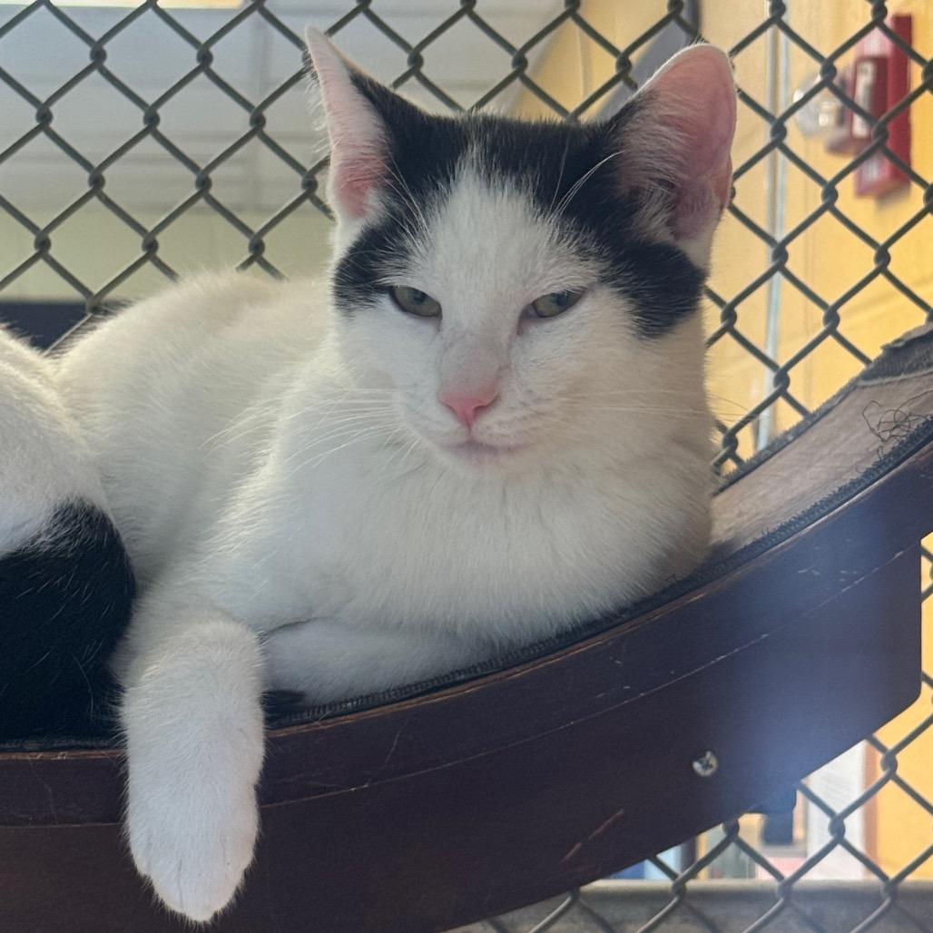 Enlarge Coffee Mate, a Adoptable Domestic Short Hair in Charlottesville, VA image 3/6