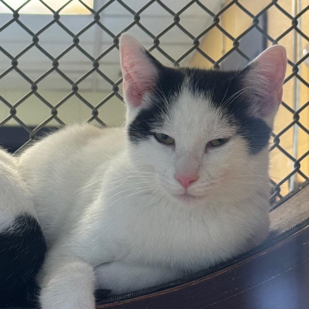 Enlarge Coffee Mate, a Adoptable Domestic Short Hair in Charlottesville, VA image 4/6