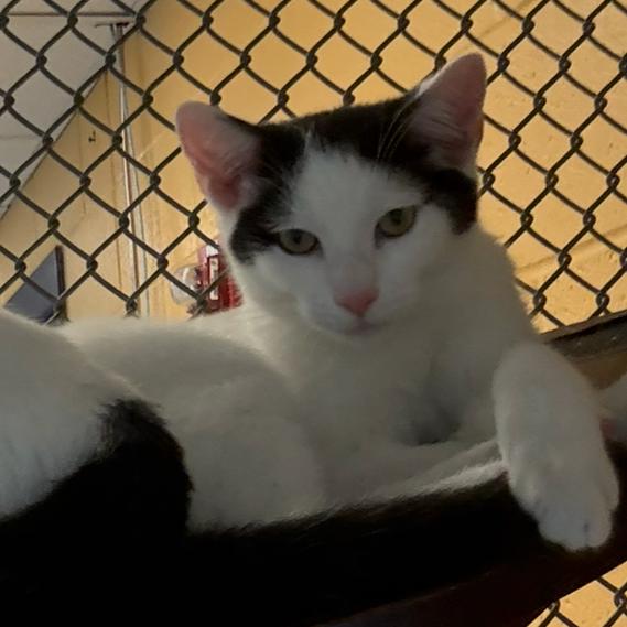 Enlarge Coffee Mate, a Adoptable Domestic Short Hair in Charlottesville, VA image 5/6