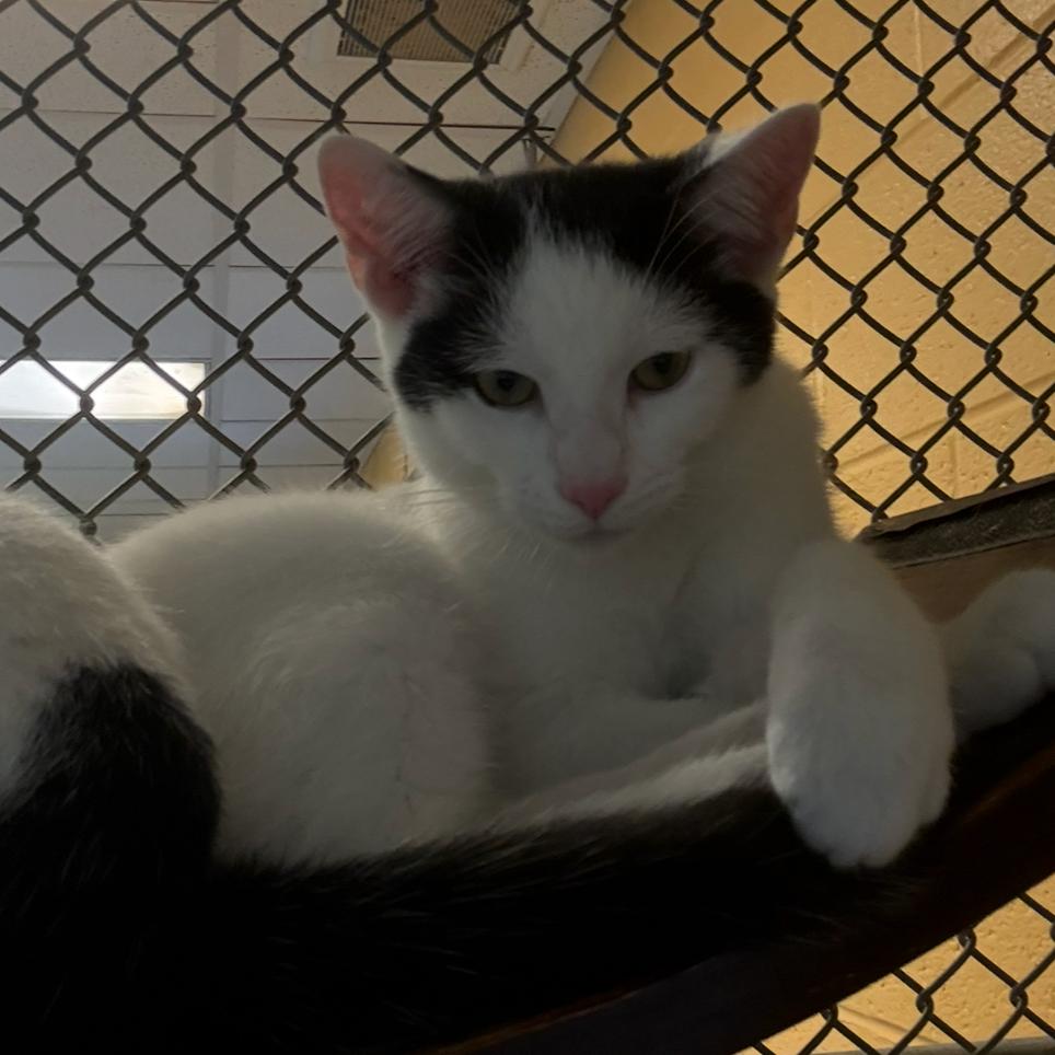 Enlarge Coffee Mate, a Adoptable Domestic Short Hair in Charlottesville, VA image 6/6