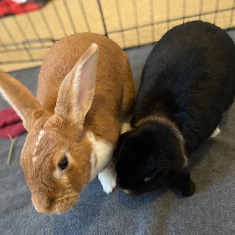 Enlarge Ollie (F) & Mowgli (M) - Bonded Pair, a ADOPTABLE Holland Lop in CHARLOTTE, NC image 2/4