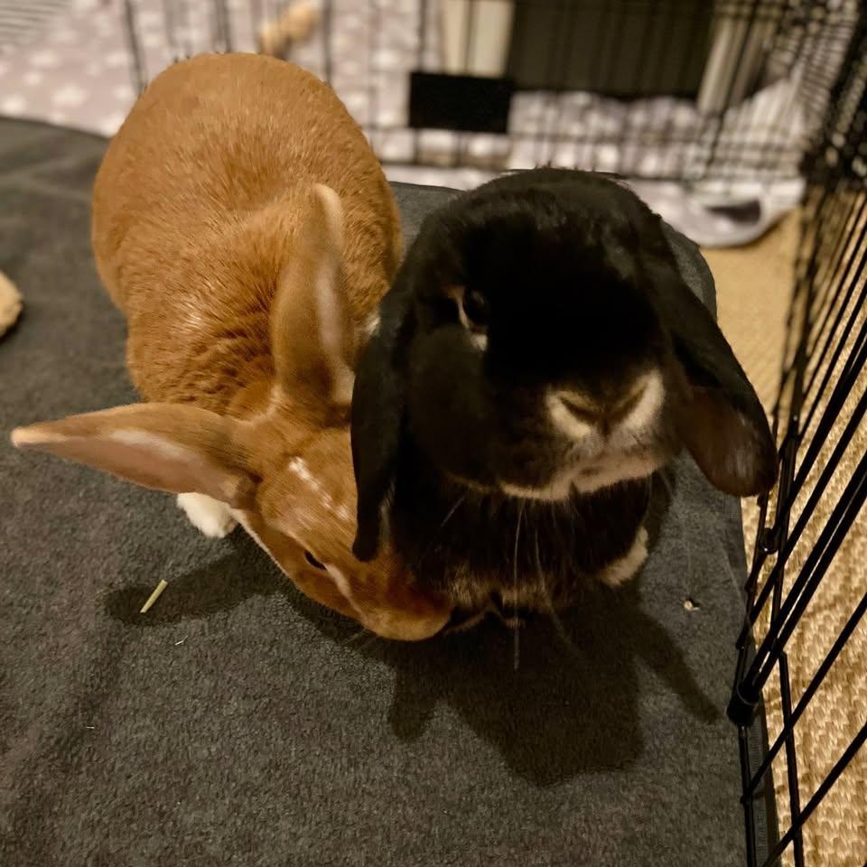 Ollie (F) & Mowgli (M) - Bonded Pair, ADOPTABLE, Adult Male Holland Lop.