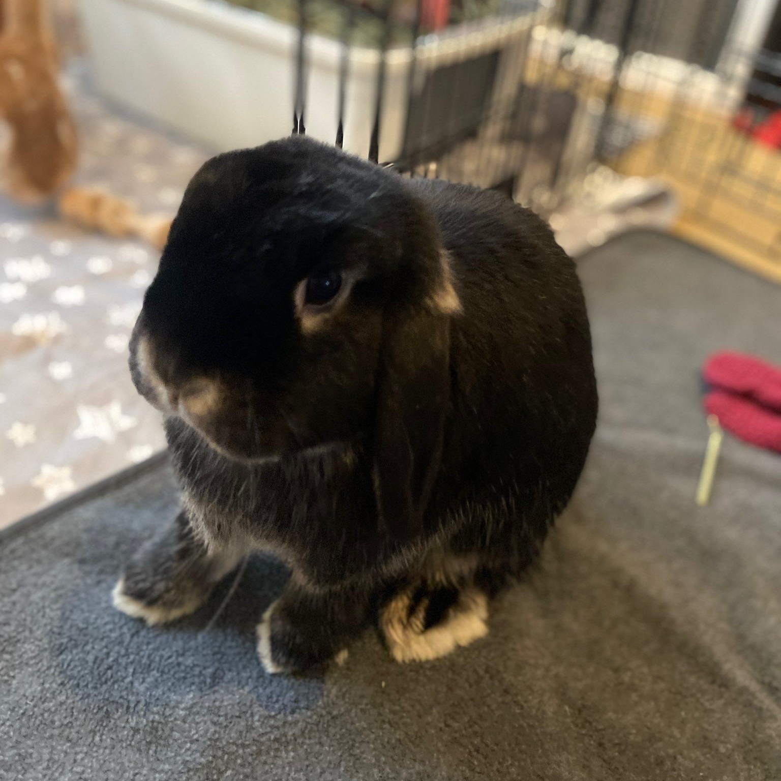 Enlarge Ollie (F) & Mowgli (M) - Bonded Pair, a ADOPTABLE Holland Lop in CHARLOTTE, NC image 3/4