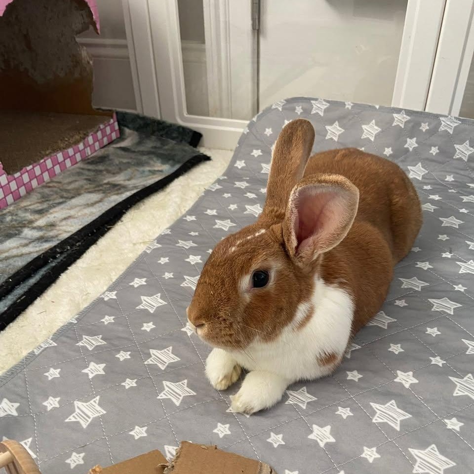 Enlarge Ollie (F) & Mowgli (M) - Bonded Pair, a ADOPTABLE Holland Lop in CHARLOTTE, NC image 4/4