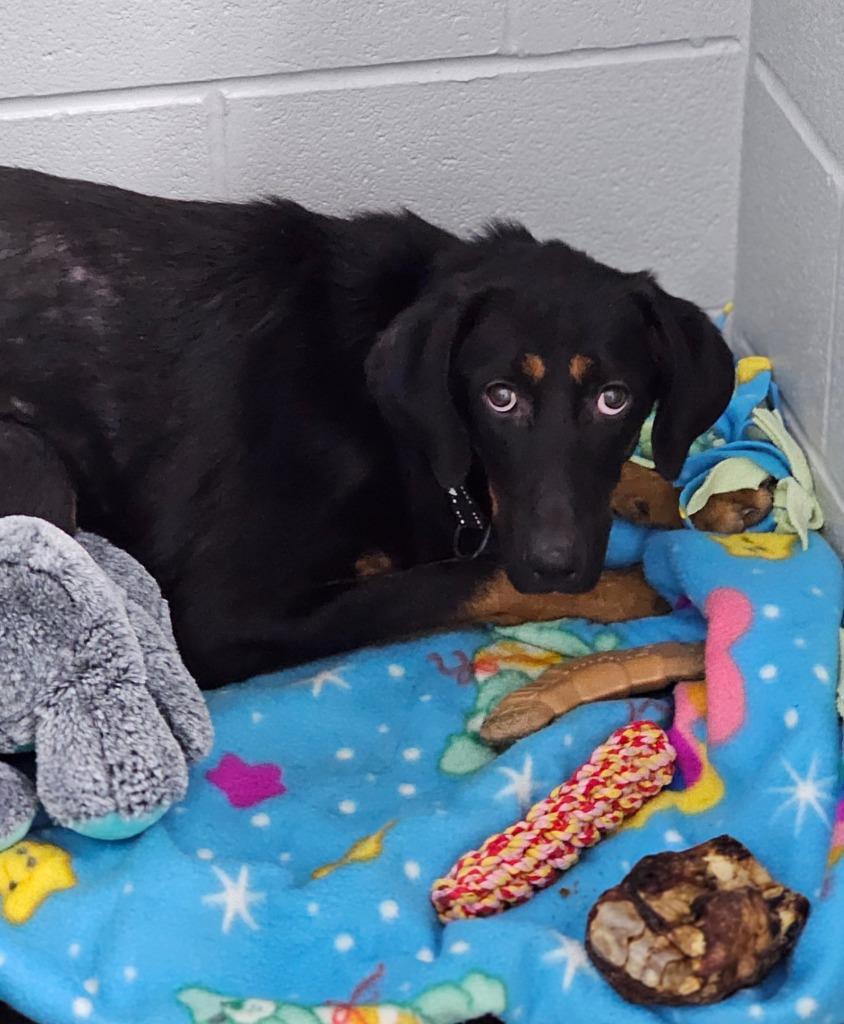 Azalea, Adoptable, Adult Female Black and Tan Coonhound.