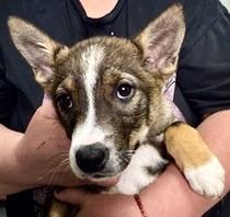 Enlarge Sprout, an adopted mixed breed in San Luis, CO image 1/2