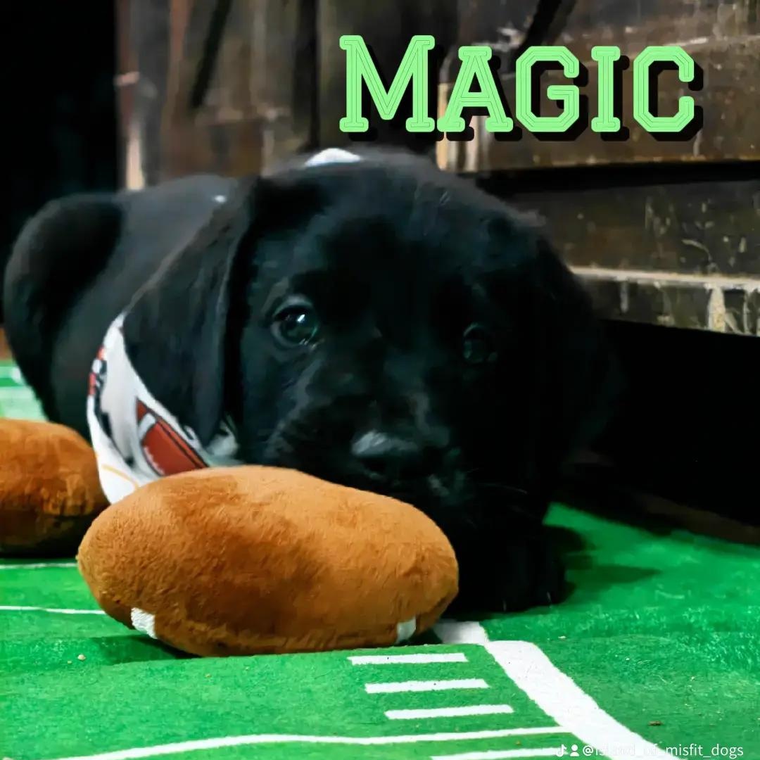 Enlarge Magic, an adopted mixed breed in CLARKSVILLE, TN image 1/1