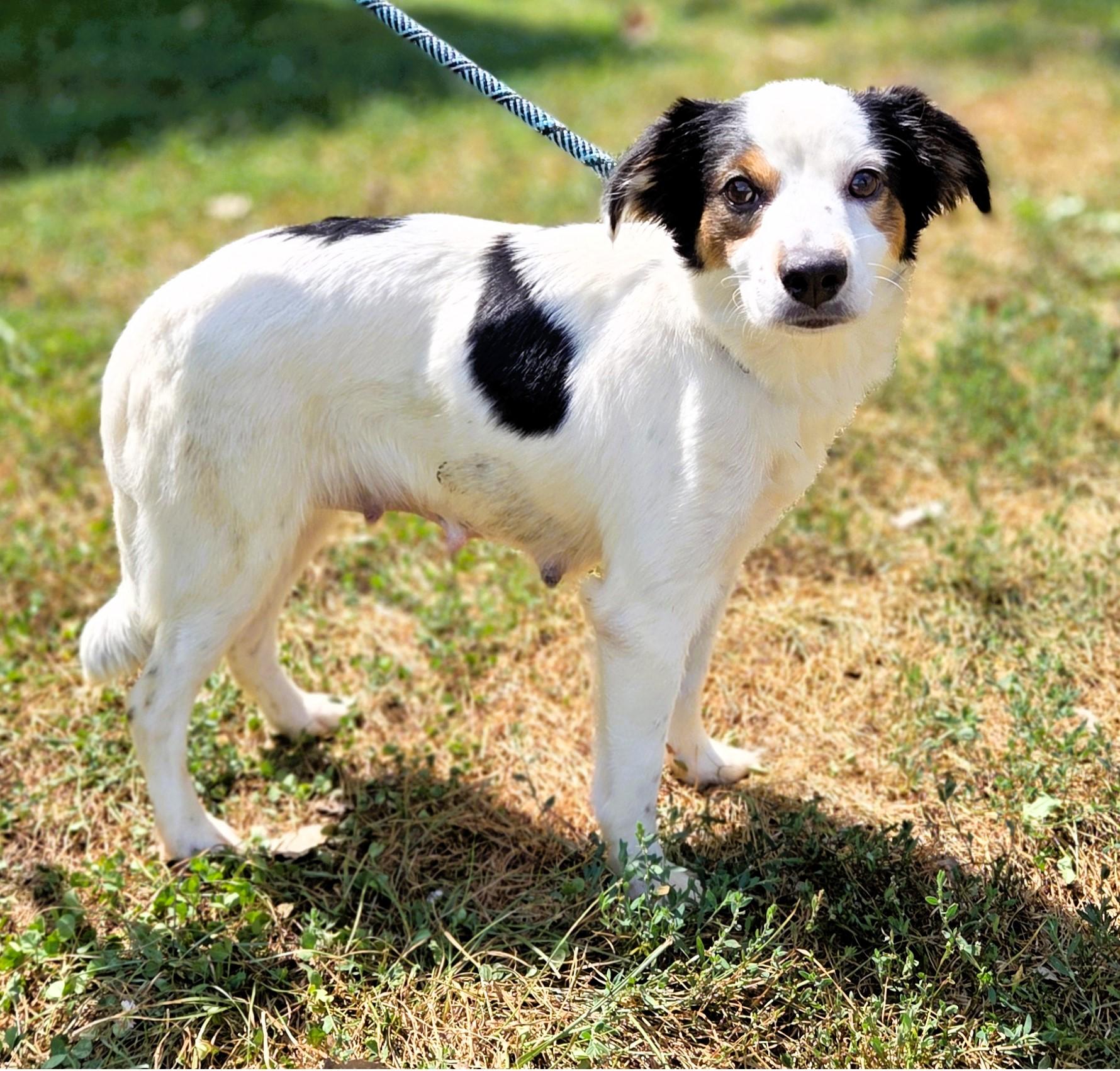 Bonnie, Adopted, Adult Female Australian Shepherd.