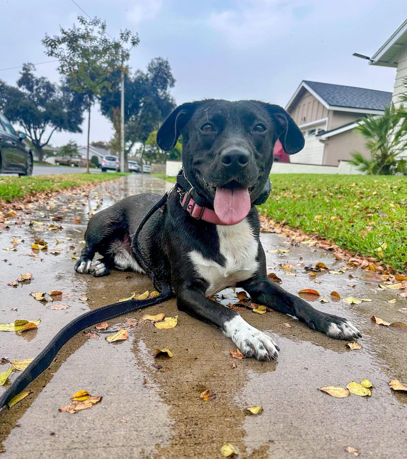 Baxter, Adoptable, Young Male Labrador Retriever.