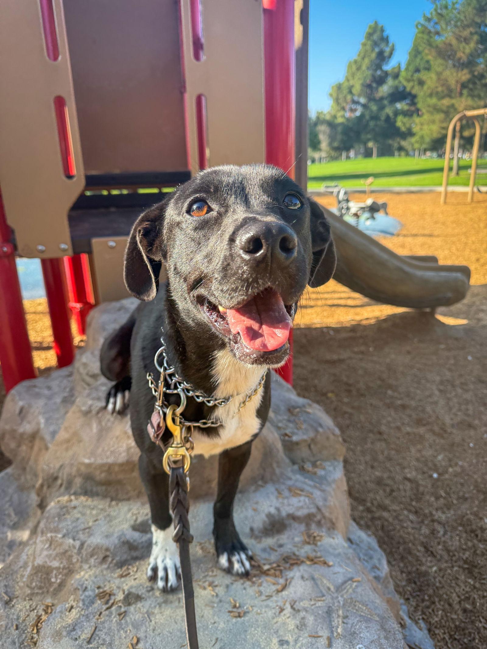 Enlarge Baxter, a Adoptable Labrador Retriever in San Diego, CA image 1/3