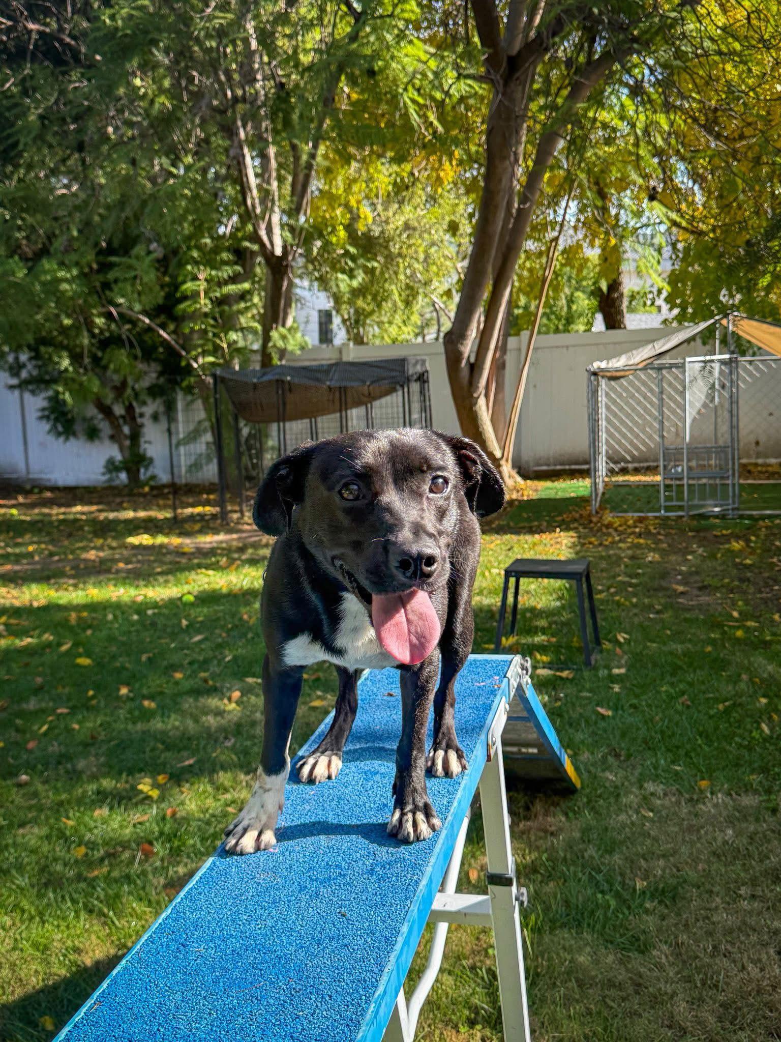 Enlarge Baxter, a Adoptable Labrador Retriever in San Diego, CA image 2/3