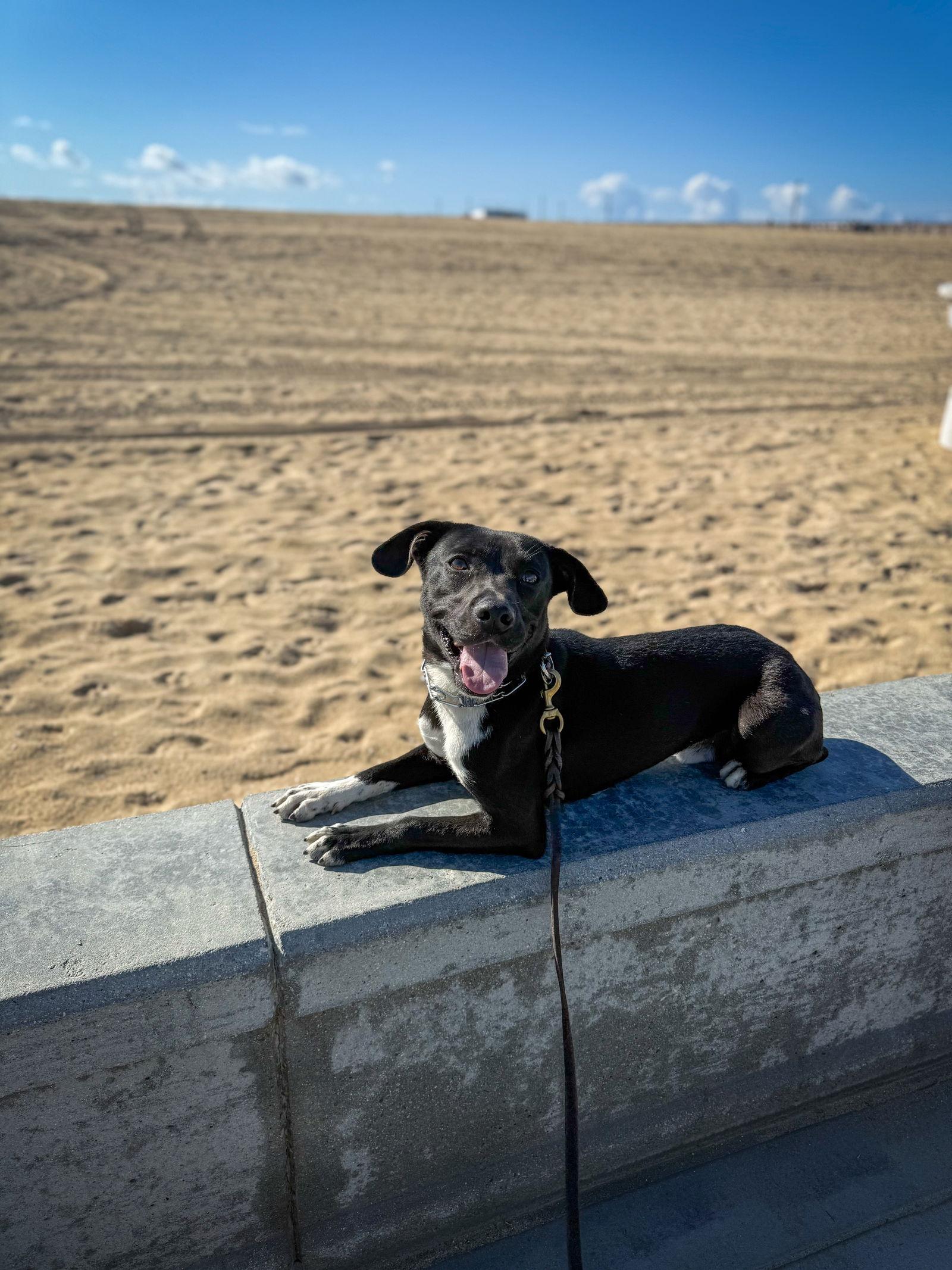 Enlarge Baxter, a Adoptable Labrador Retriever in San Diego, CA image 3/3