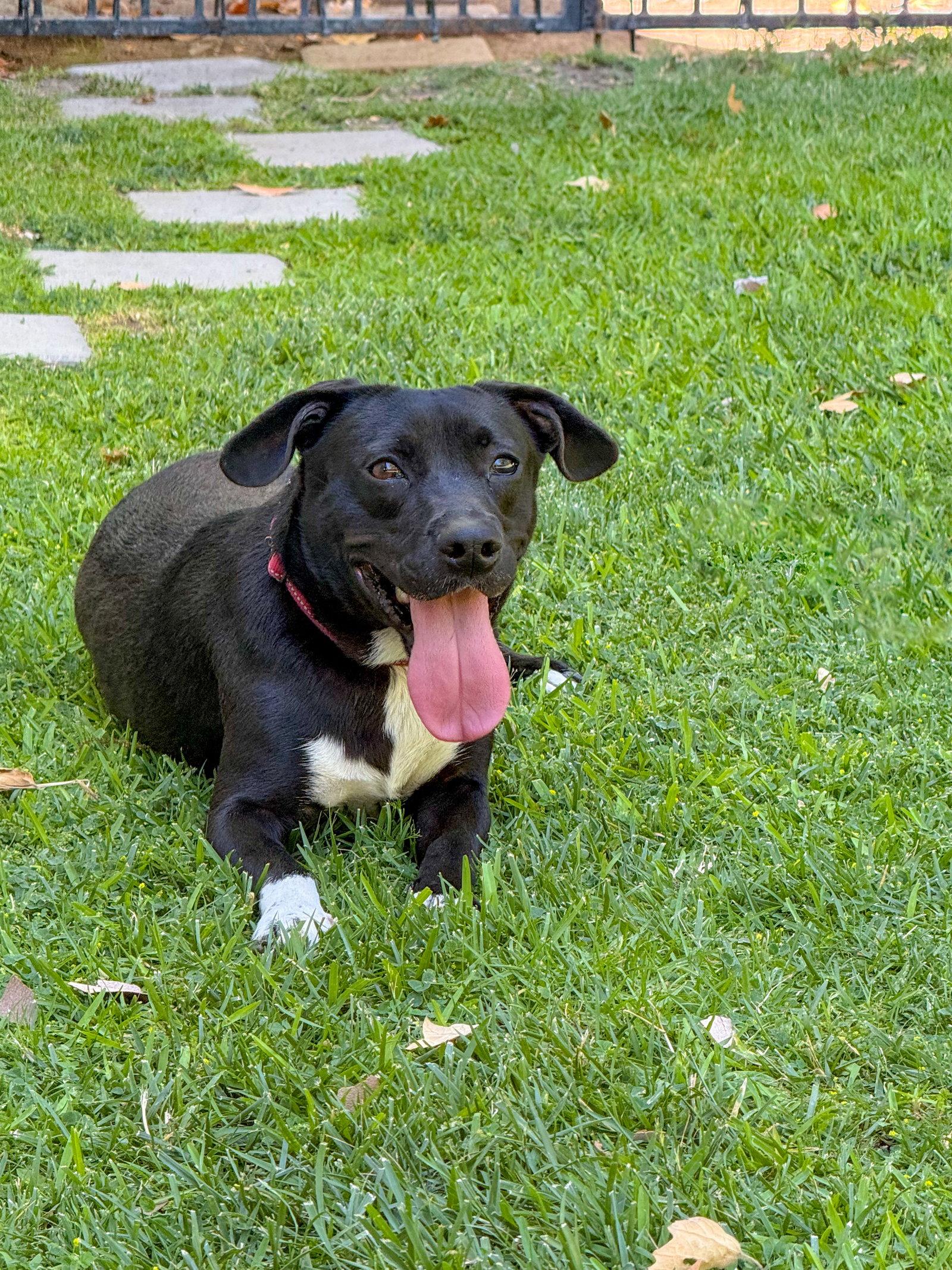 Baxter, a Adoptable Labrador Retriever in San Diego, CA image 2/3