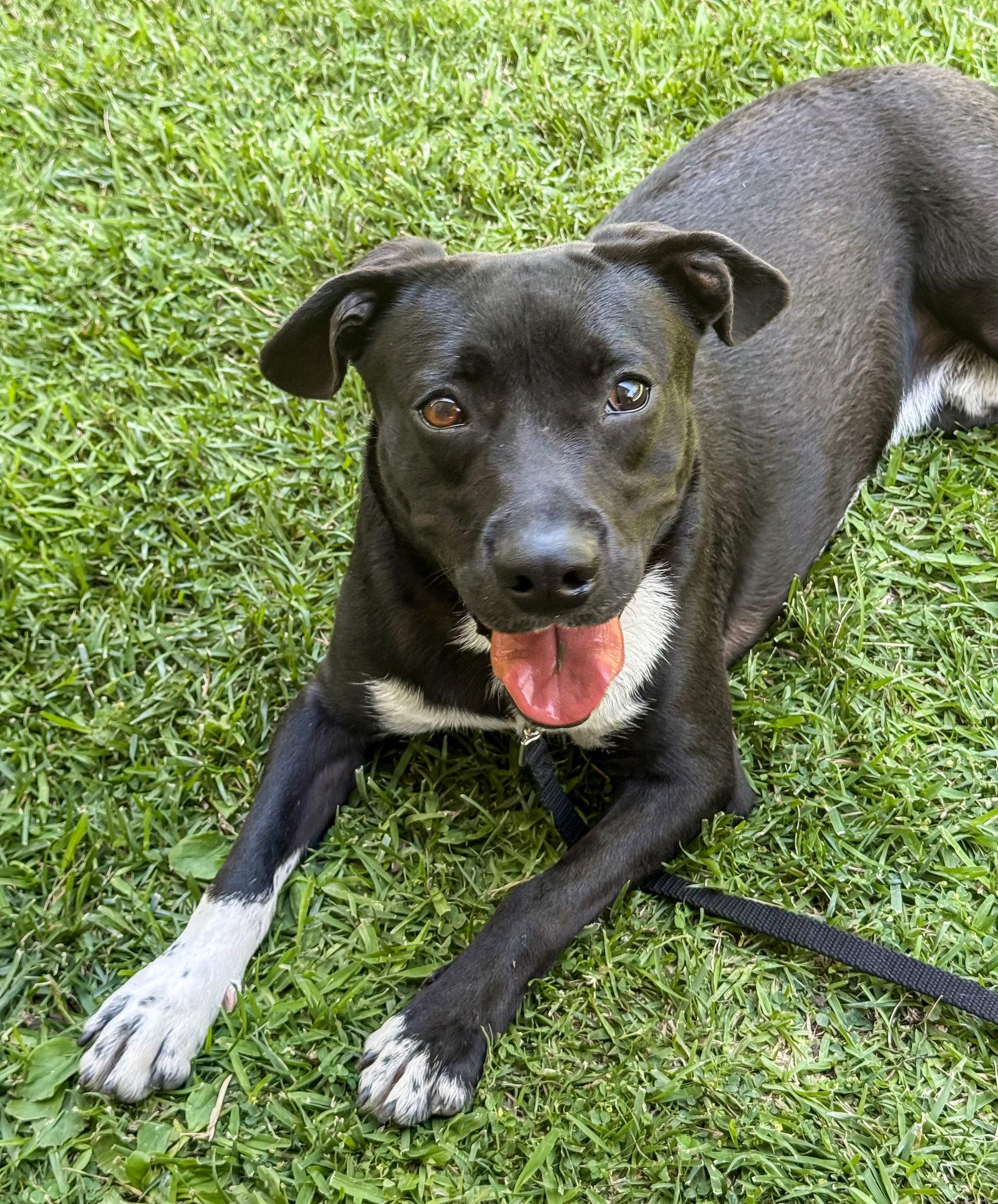 Baxter, a Adoptable Labrador Retriever in San Diego, CA image 3/3