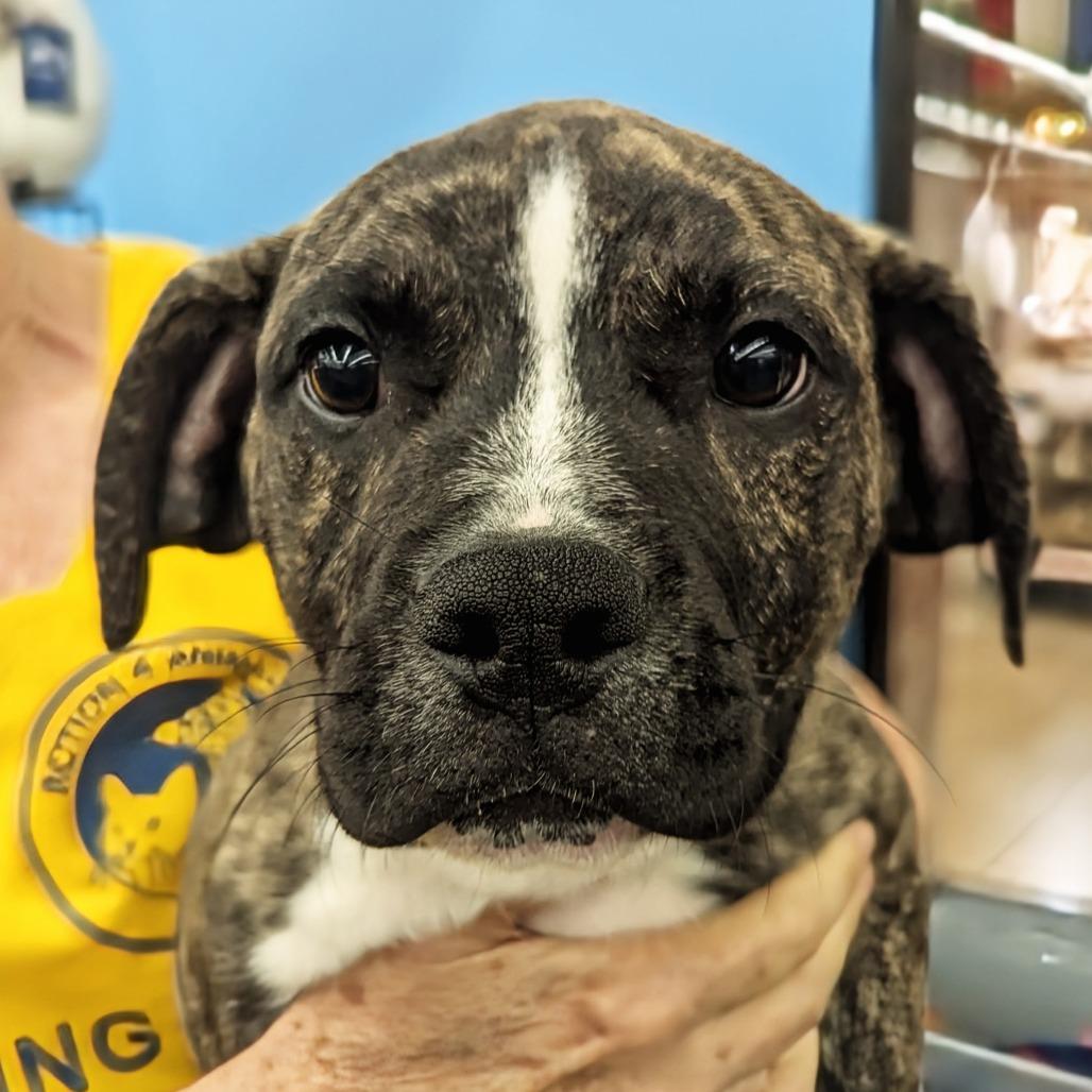Enlarge Sherman, a Adoptable Mixed Breed in Volcano, HI image 1/6