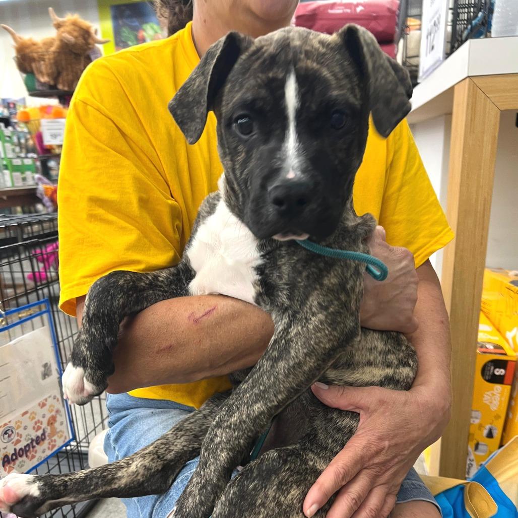 Enlarge Sherman, a Adoptable Mixed Breed in Volcano, HI image 2/6
