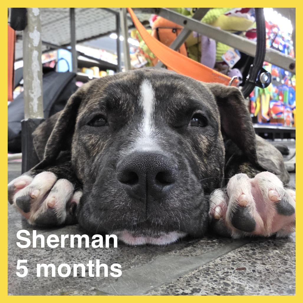 Enlarge Sherman, a Adoptable Mixed Breed in Volcano, HI image 3/6