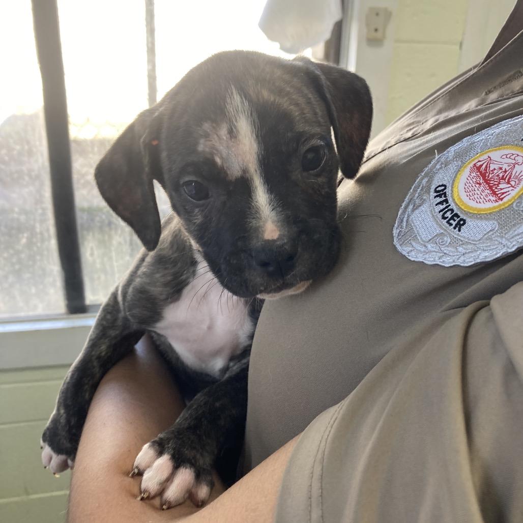 Enlarge Sherman, a Adoptable Mixed Breed in Volcano, HI image 4/6