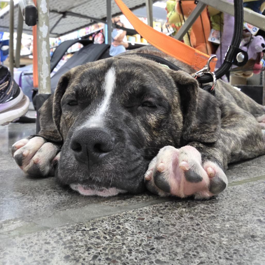 Enlarge Sherman, a Adoptable Mixed Breed in Volcano, HI image 5/6