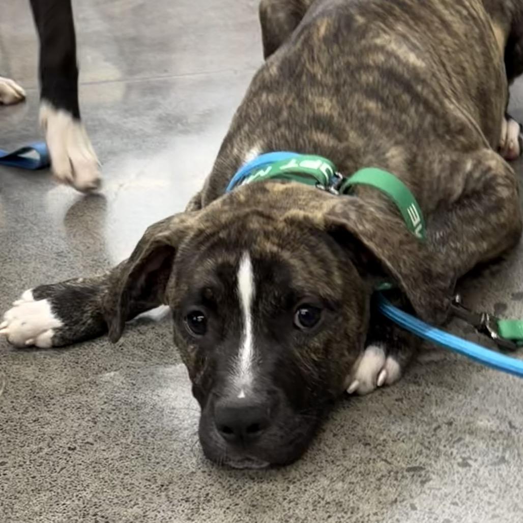 Enlarge Sherman, a Adoptable Mixed Breed in Volcano, HI image 6/6