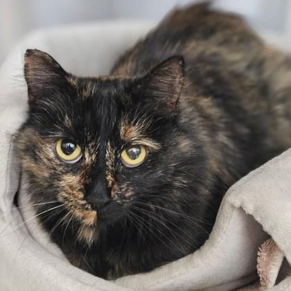 Enlarge Jules (in foster), a Adoptable Domestic Medium Hair in Santa Cruz, CA image 1/1