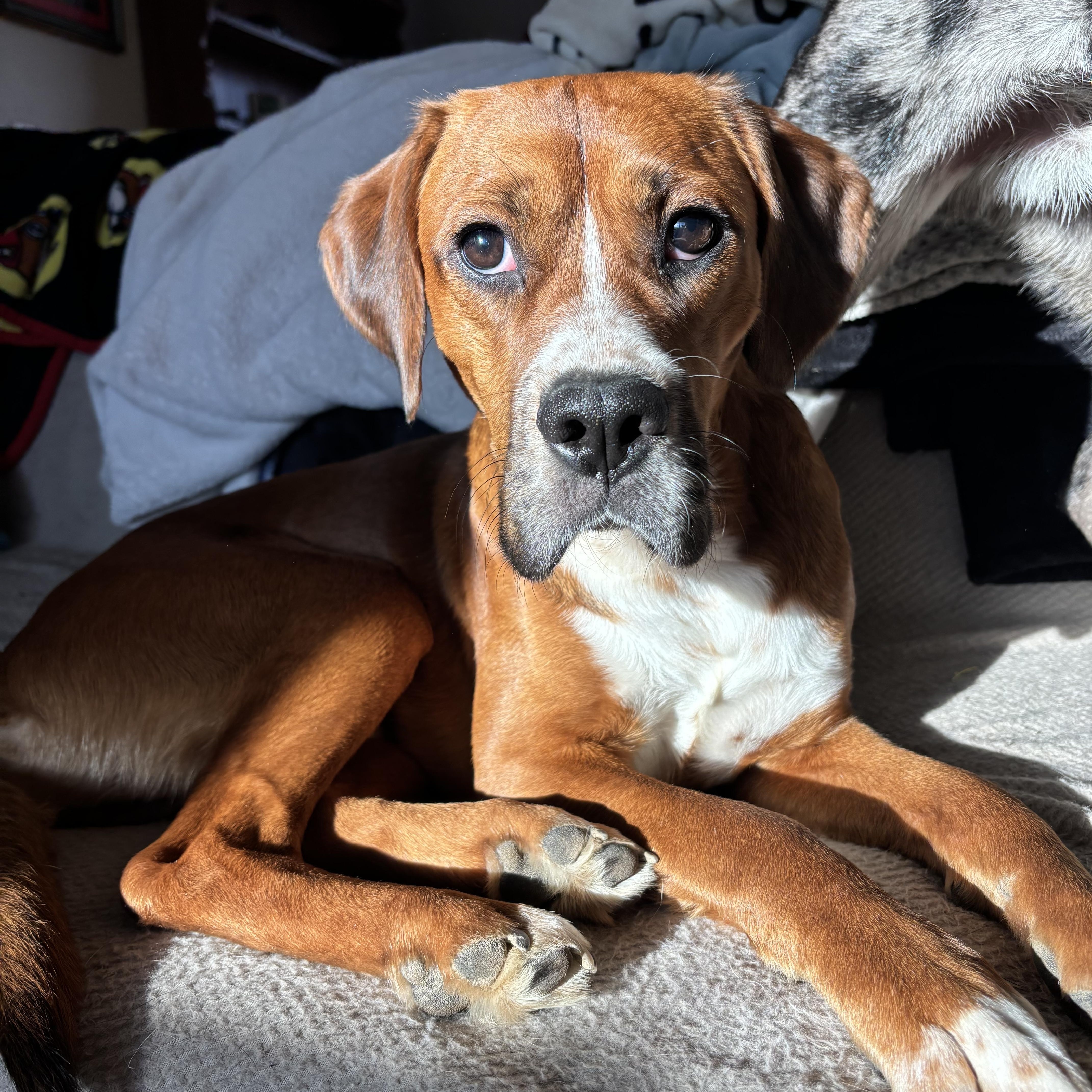 Enlarge Rufus, a Adoptable mixed breed in Adrian, MI image 4/6