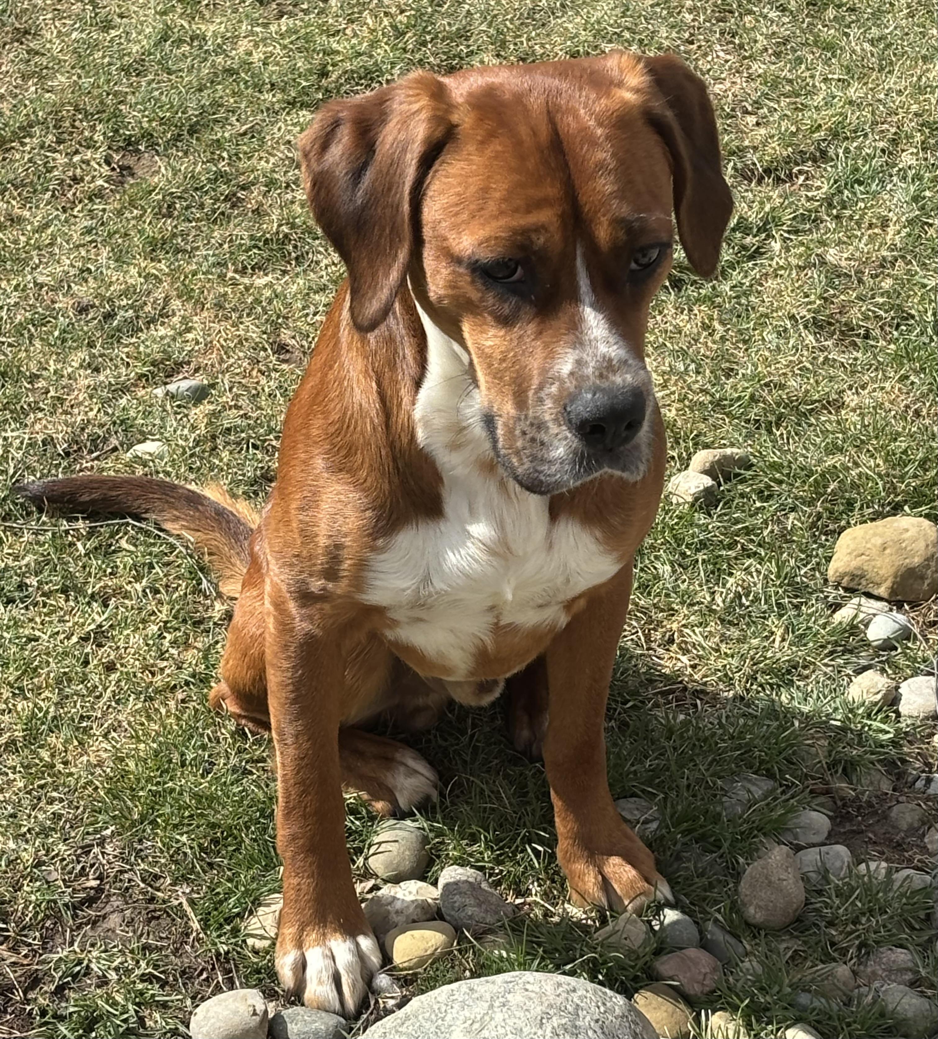 Enlarge Rufus, a Adoptable mixed breed in Adrian, MI image 2/6