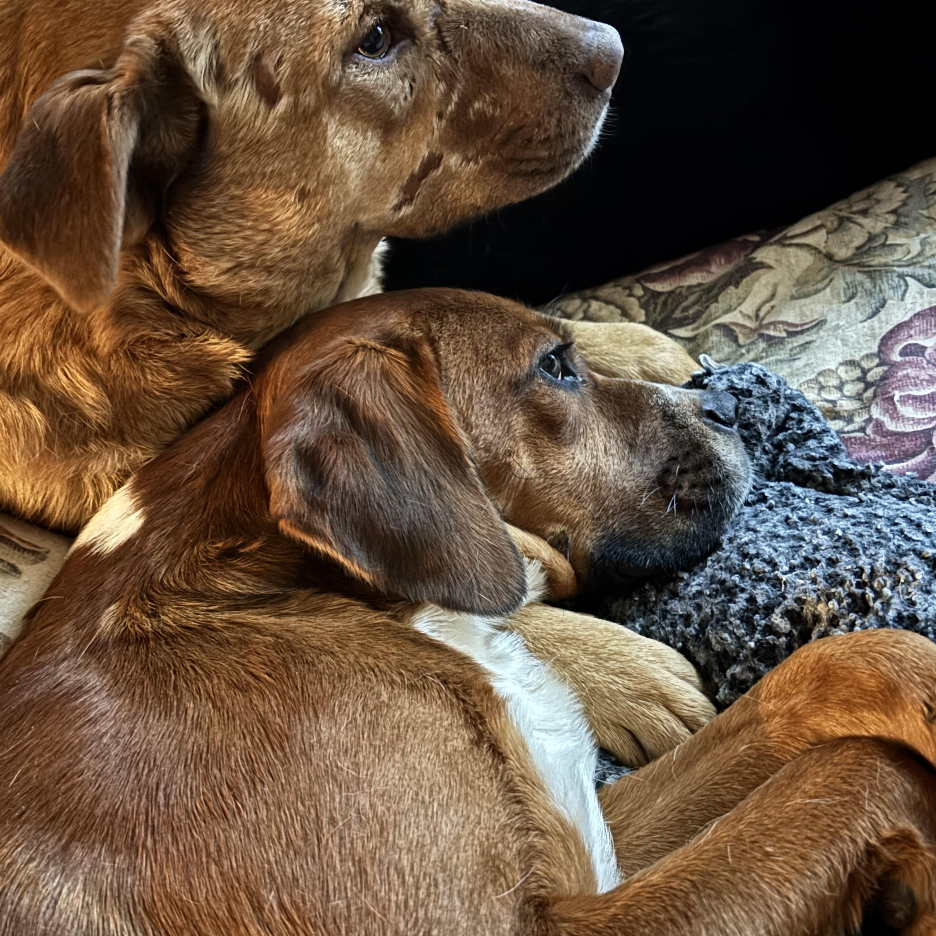 Enlarge Rufus, a Adoptable mixed breed in Adrian, MI image 3/6