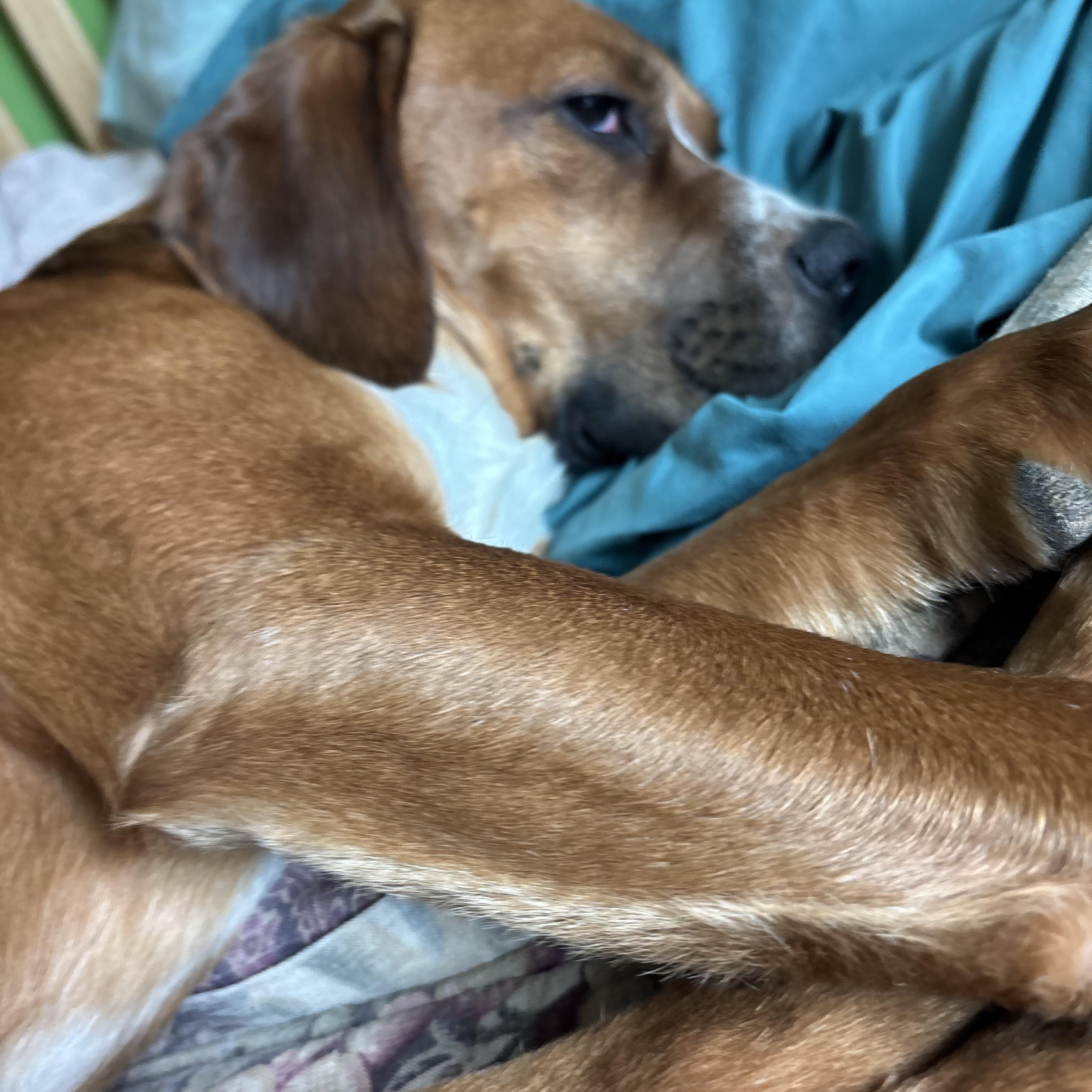 Enlarge Rufus, a Adoptable mixed breed in Adrian, MI image 6/6