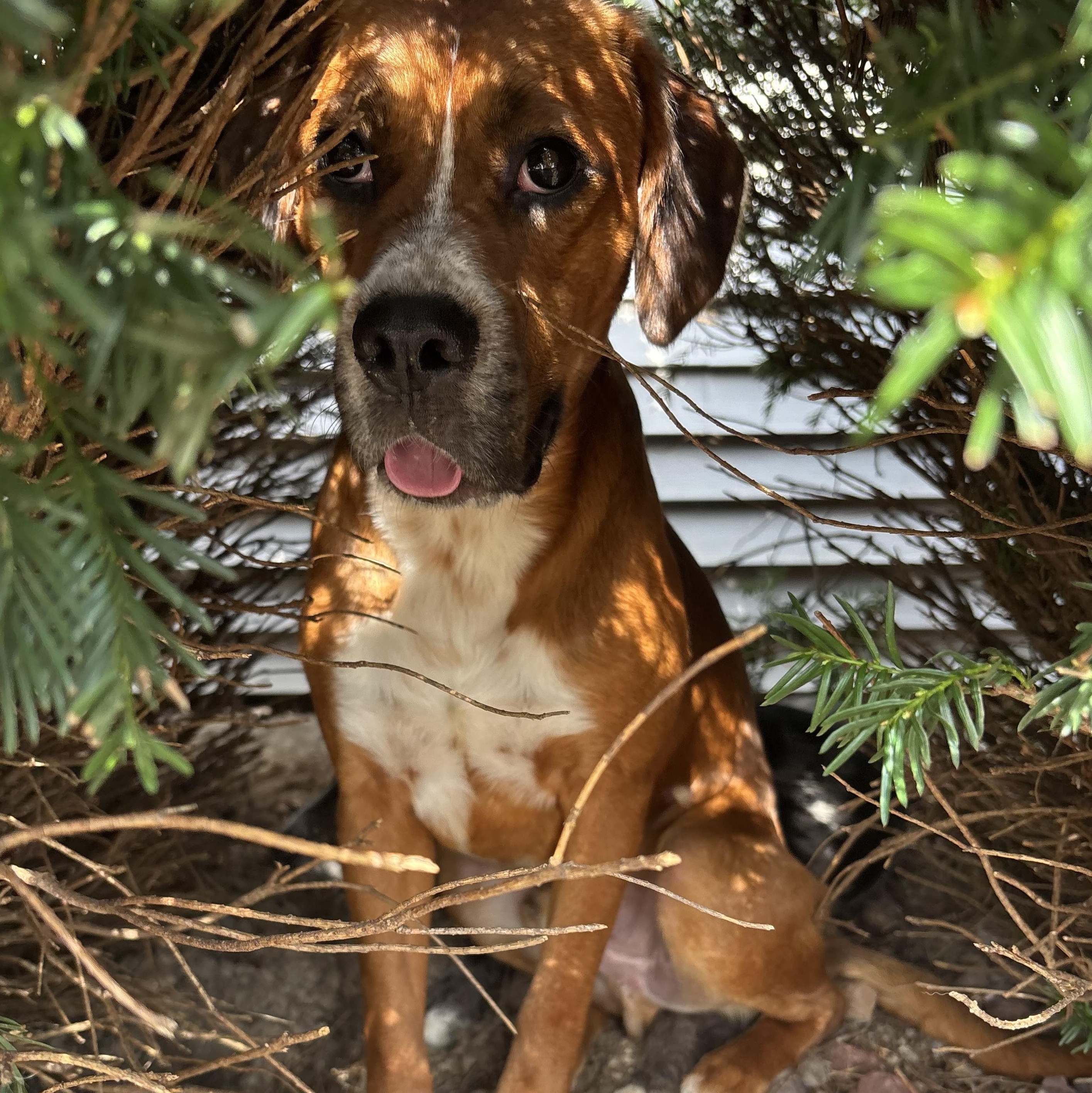 Rufus, Adoptable, Young Male Boxer.