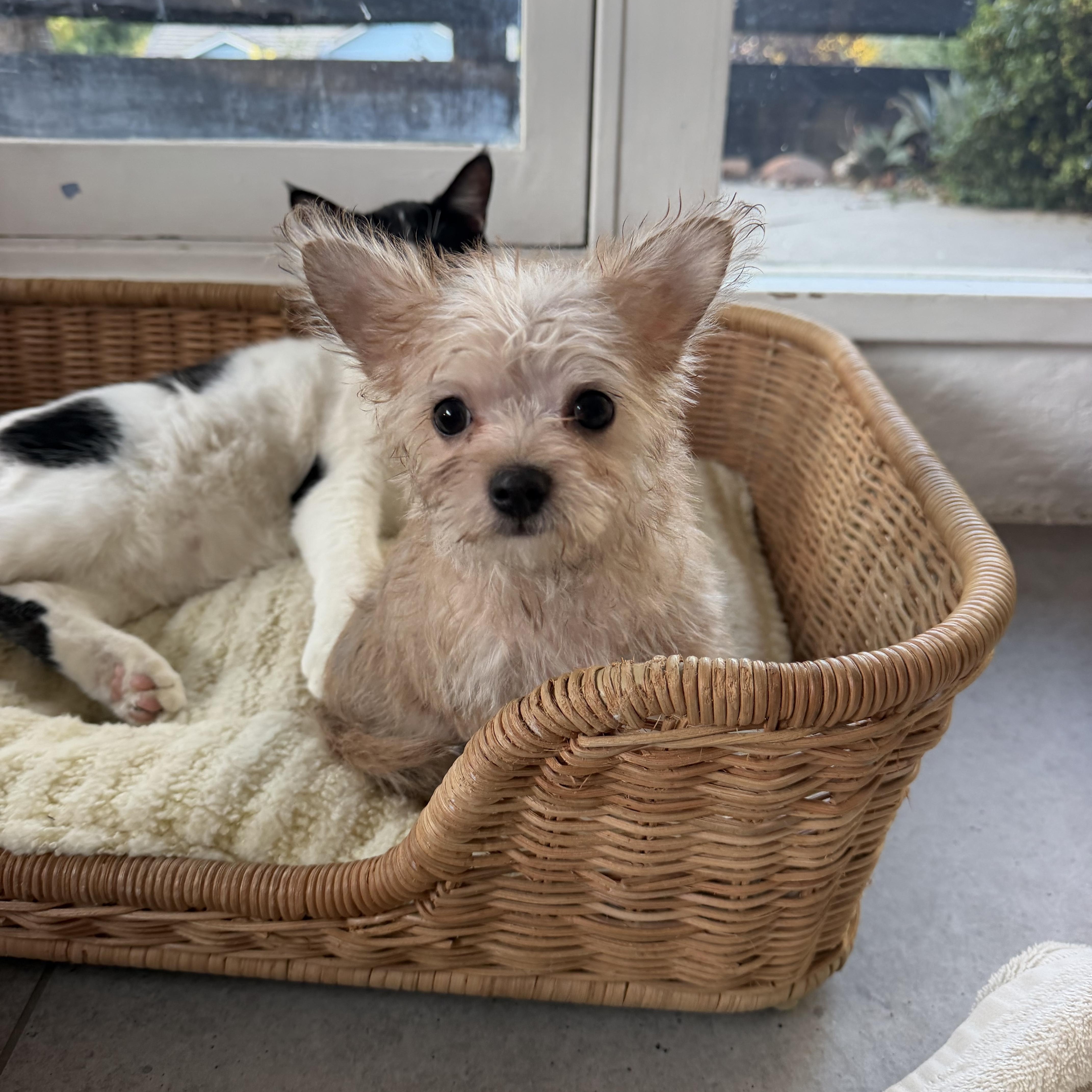 Pumpkin, Adopted, Puppy Female Yorkshire Terrier.