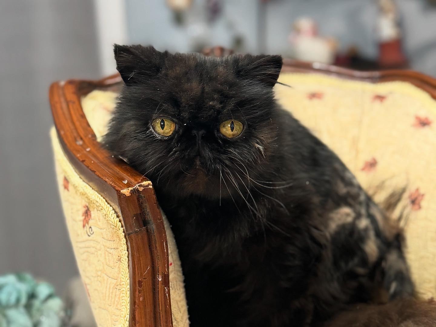 Itza - Kuykendahl/99 Petsmart