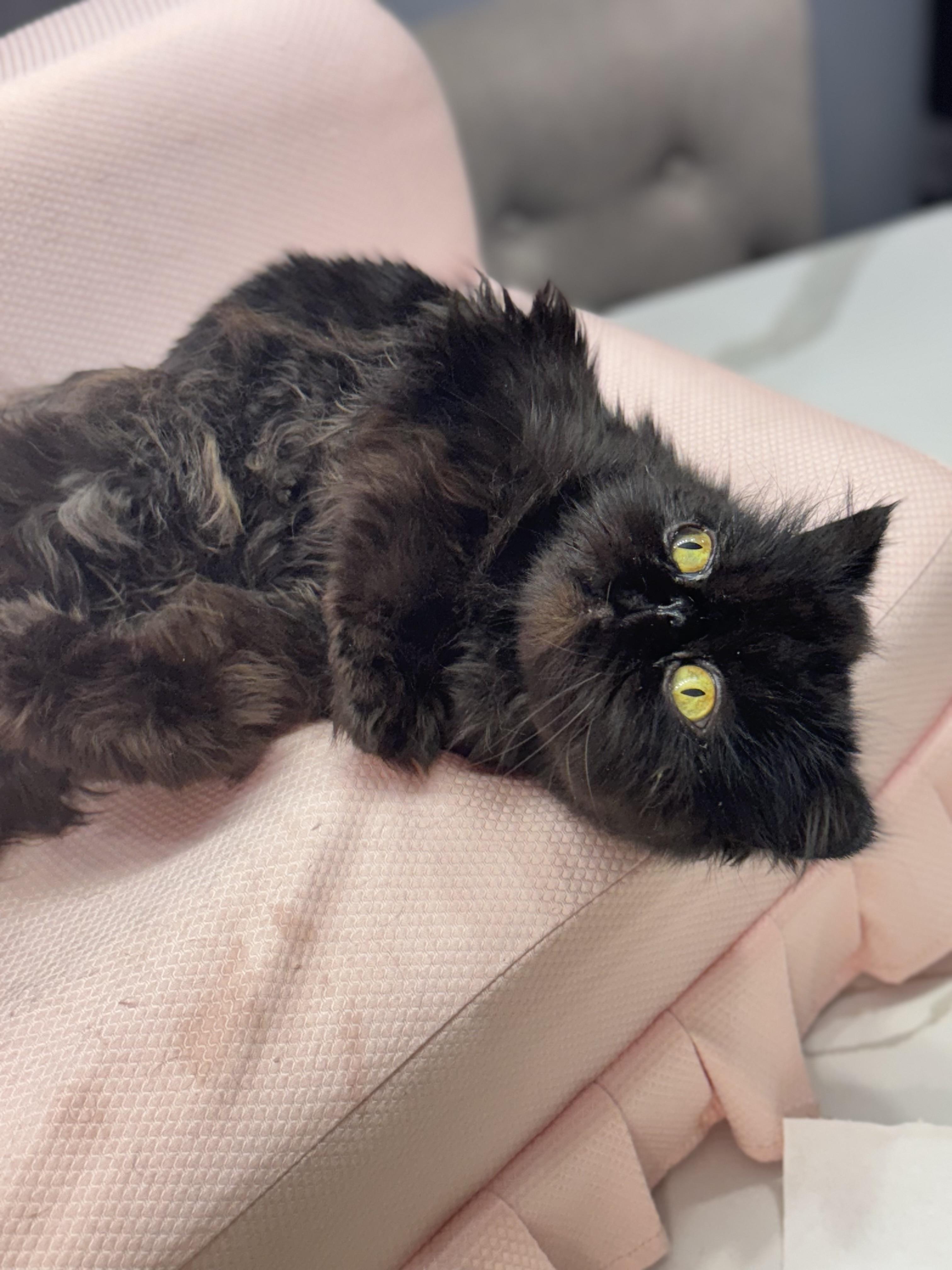 Itza - Kuykendahl/99 Petsmart