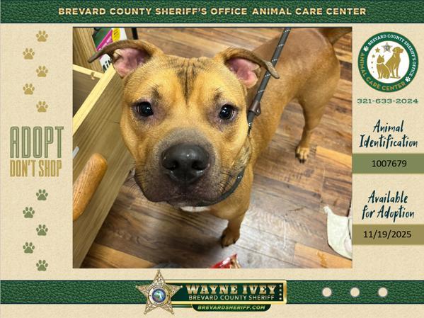 Tevin, Adoptable, Young Male Mixed Breed.