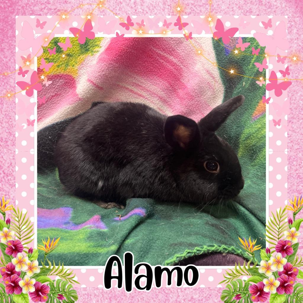 Enlarge Alamo, a Adoptable Bunny Rabbit in Elizabethtown, KY image 1/4