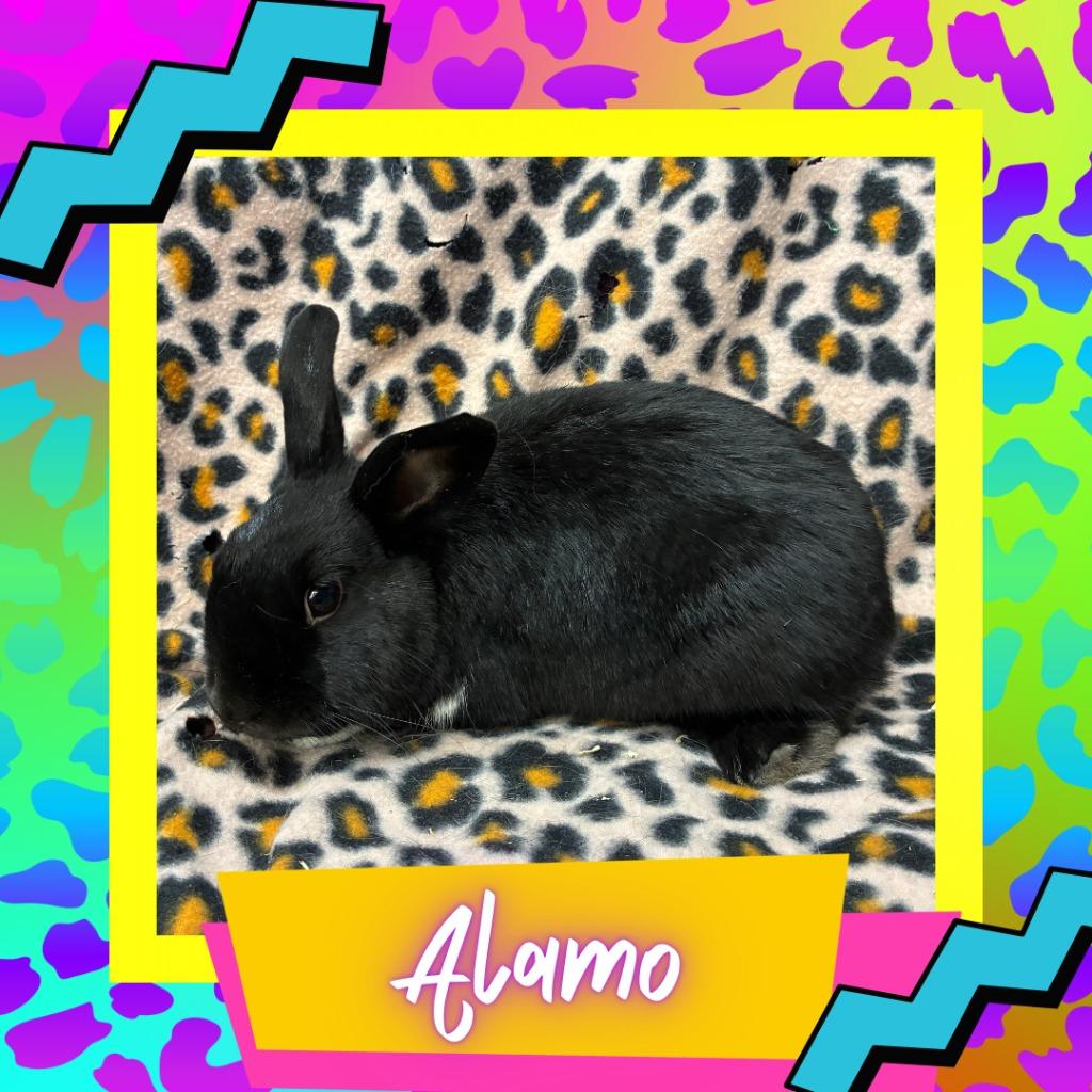 Alamo, Adoptable, Young Male Bunny Rabbit.