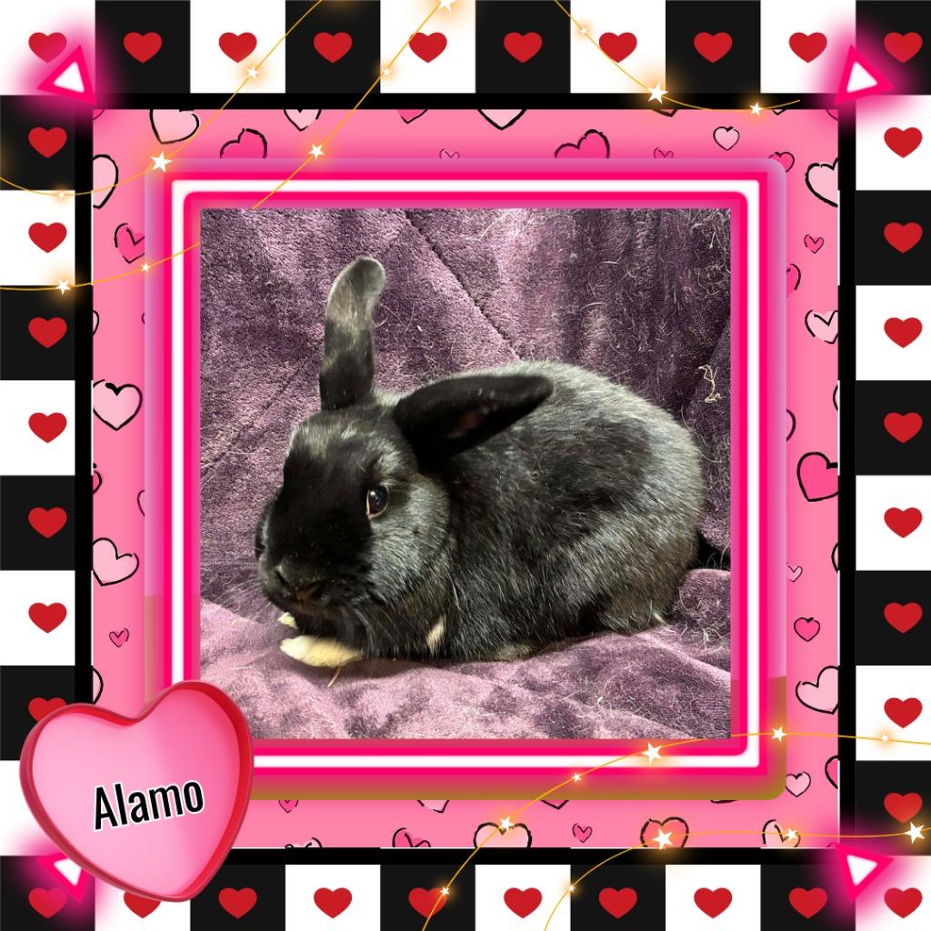 Enlarge Alamo, a Adoptable Bunny Rabbit in Elizabethtown, KY image 2/3