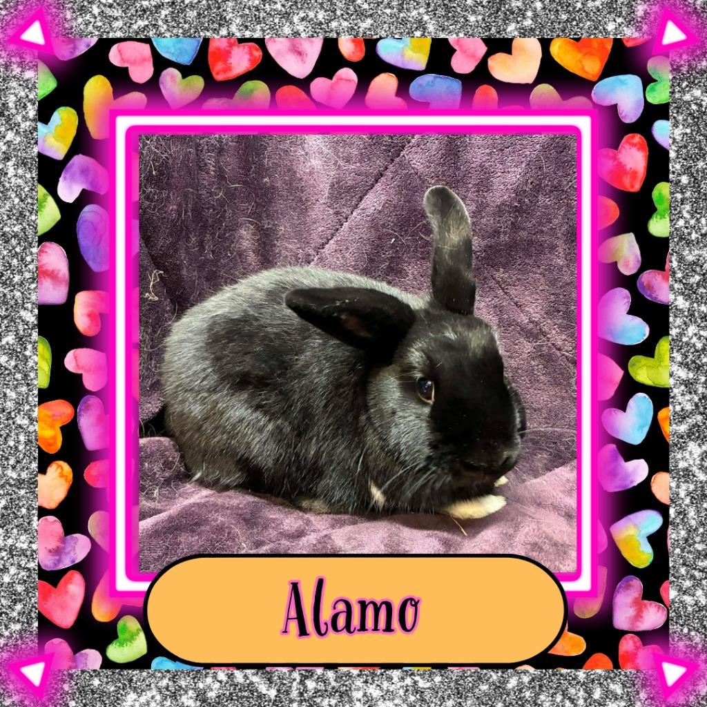 Enlarge Alamo, a Adoptable Bunny Rabbit in Elizabethtown, KY image 3/3