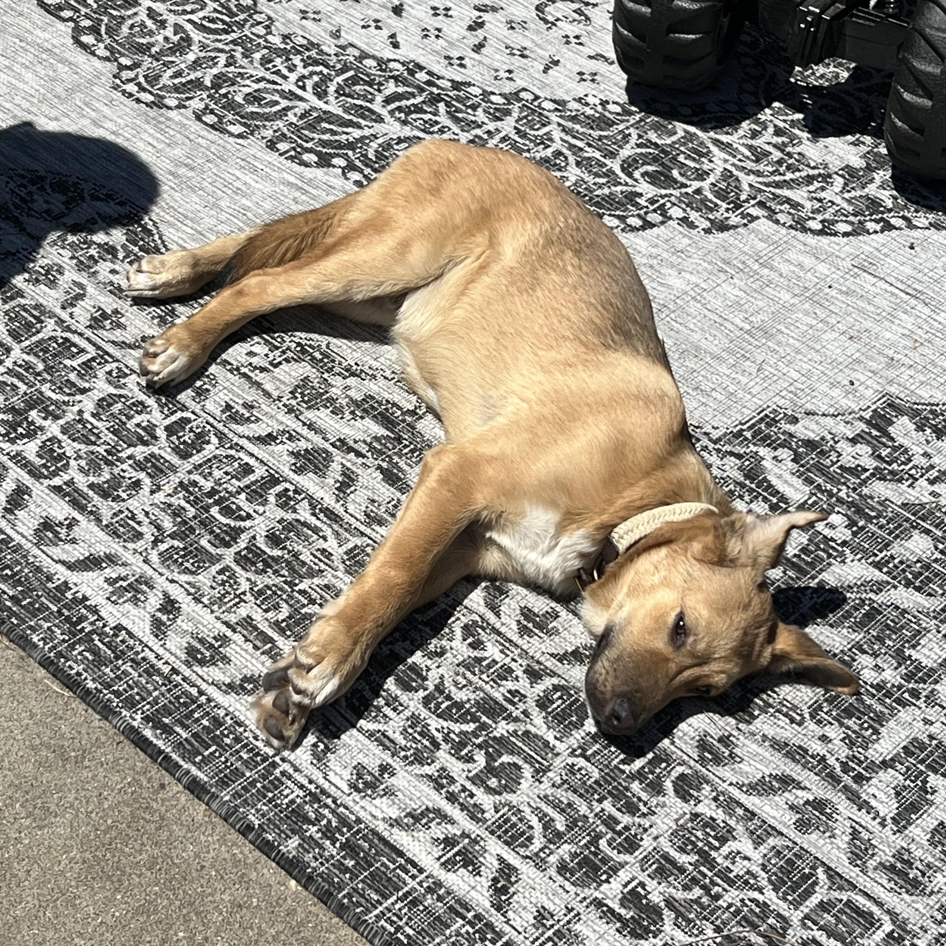 Enlarge George, a Adoptable mixed breed in Lufkin, TX image 4/5