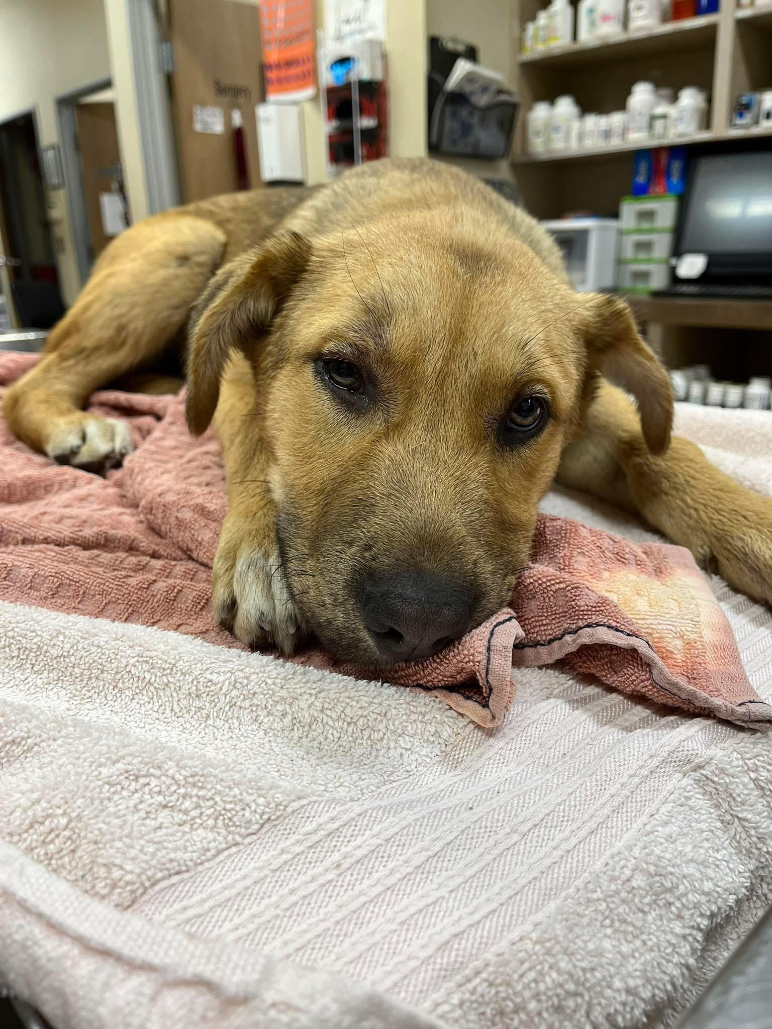 Enlarge George, a Adoptable mixed breed in Lufkin, TX image 2/5