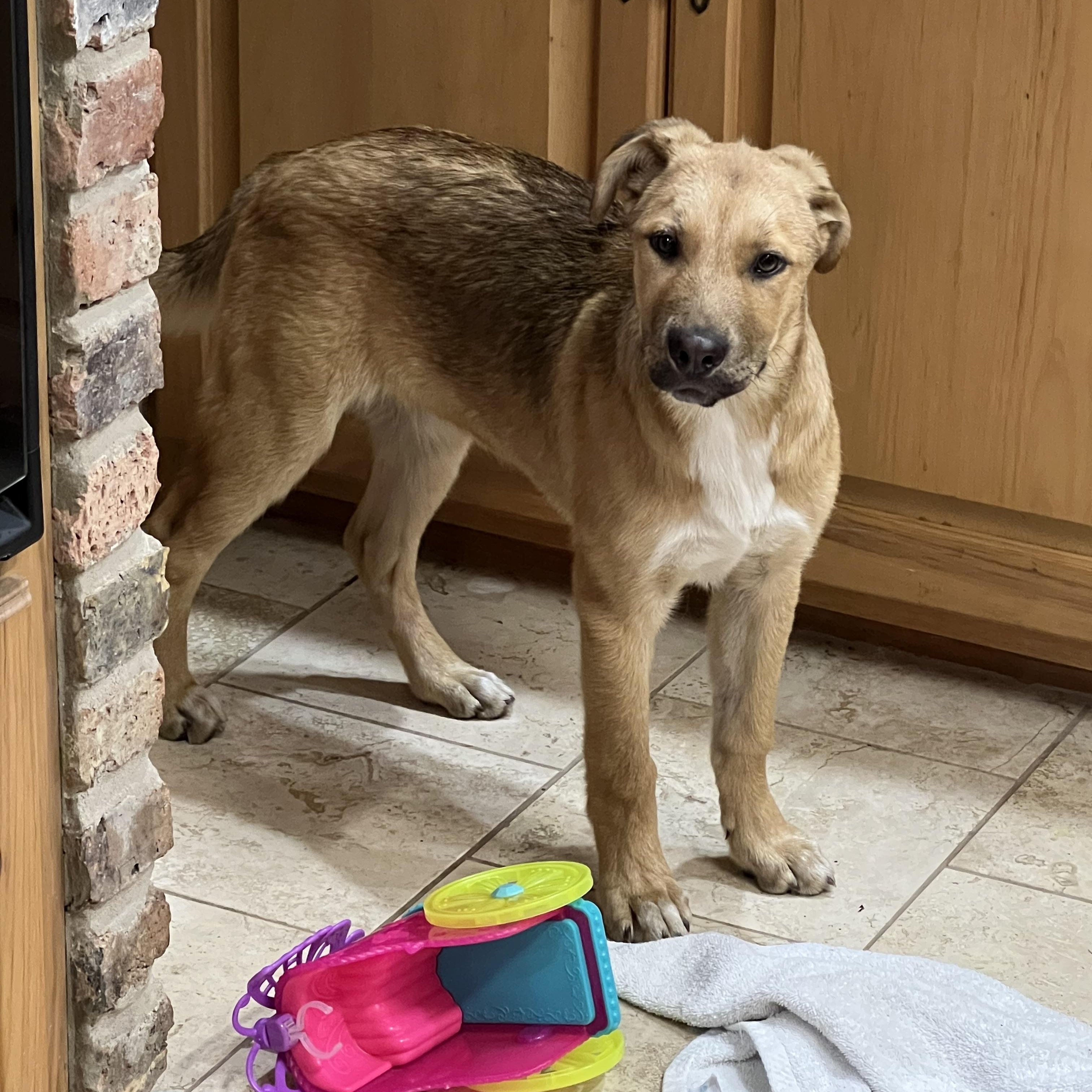 Enlarge George, a Adoptable mixed breed in Lufkin, TX image 3/5