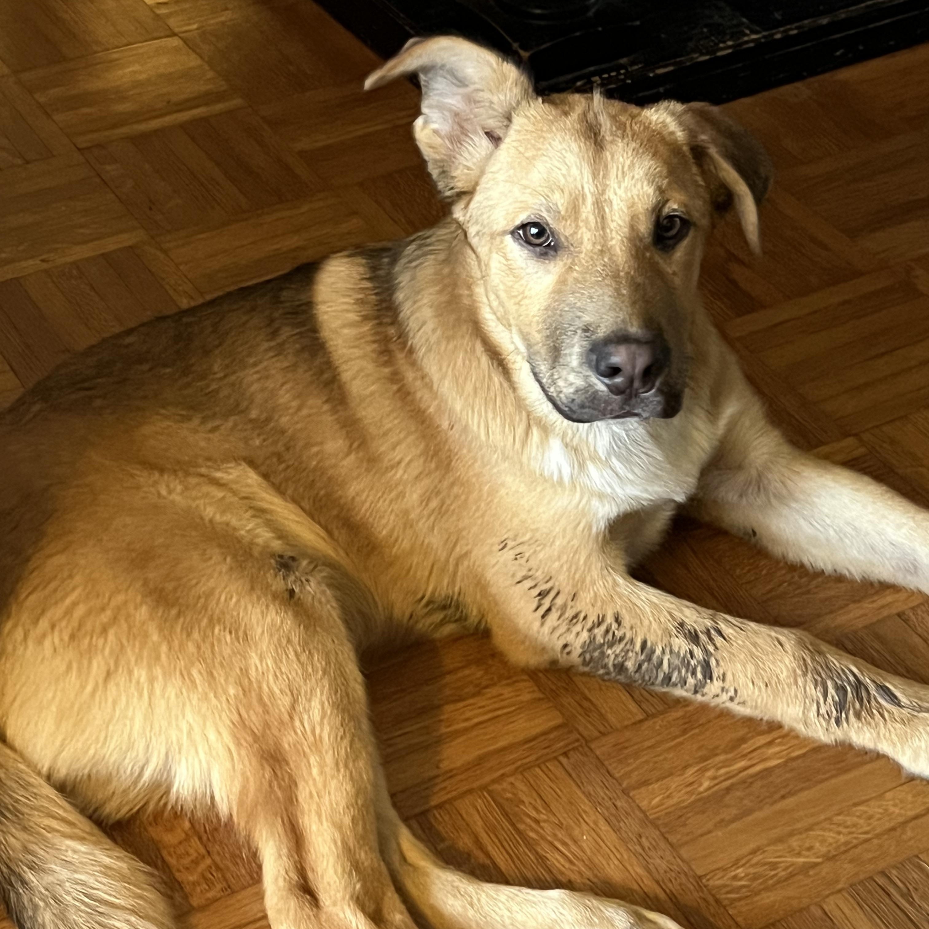 Enlarge George, a Adoptable mixed breed in Lufkin, TX image 1/5